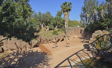 Gacelas Mhorr en la Sabana de BIOPARC - primavera 2015