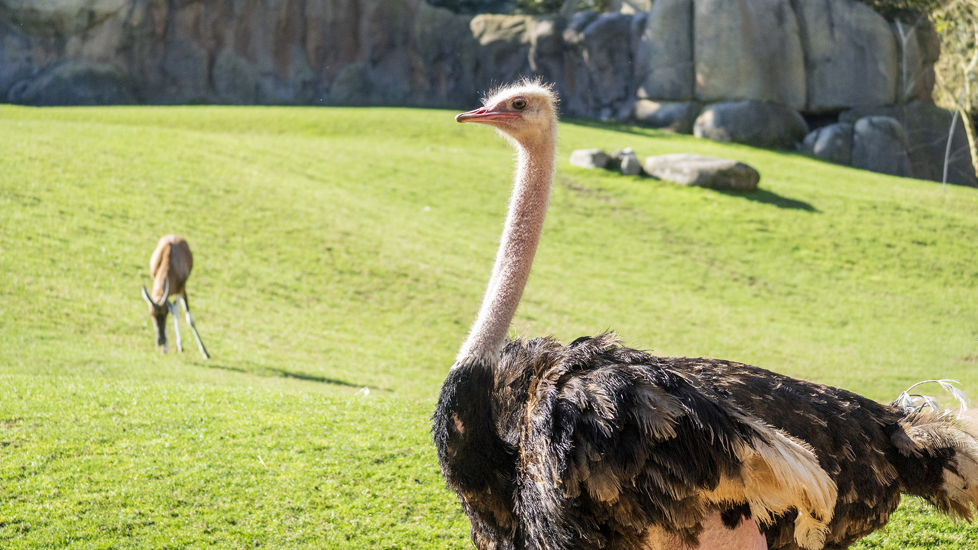2026 Avestruz de cuello rojo en BIOPARC Valencia
