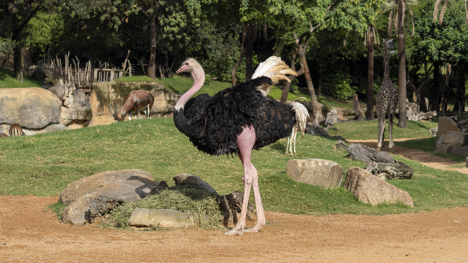 Avestruz de cuello rojo en BIOPARC Valencia
