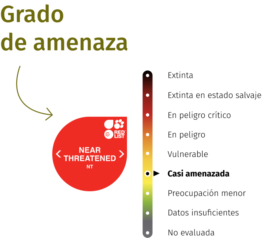 Hiena rayada - BIOPARC València