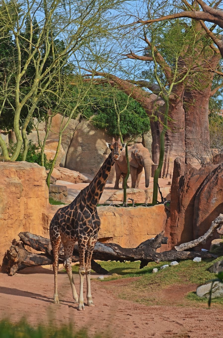 Escuela de Navidad Expedición África BIOPARC Valencia