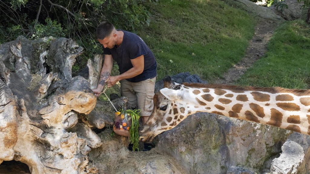 Dieta estival y helados para los animales de BIOPARC Valencia