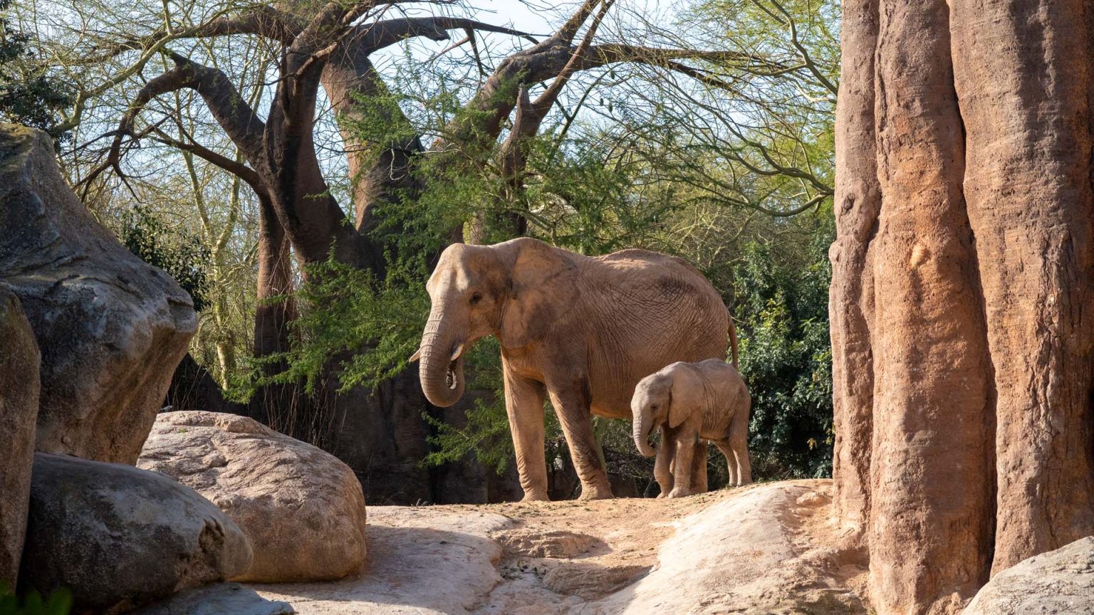 BIOPARC Valencia - Les meilleurs parcs animaliers du monde