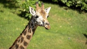 bioparc-valencia-mejores-parques-de-animales-del-mundo