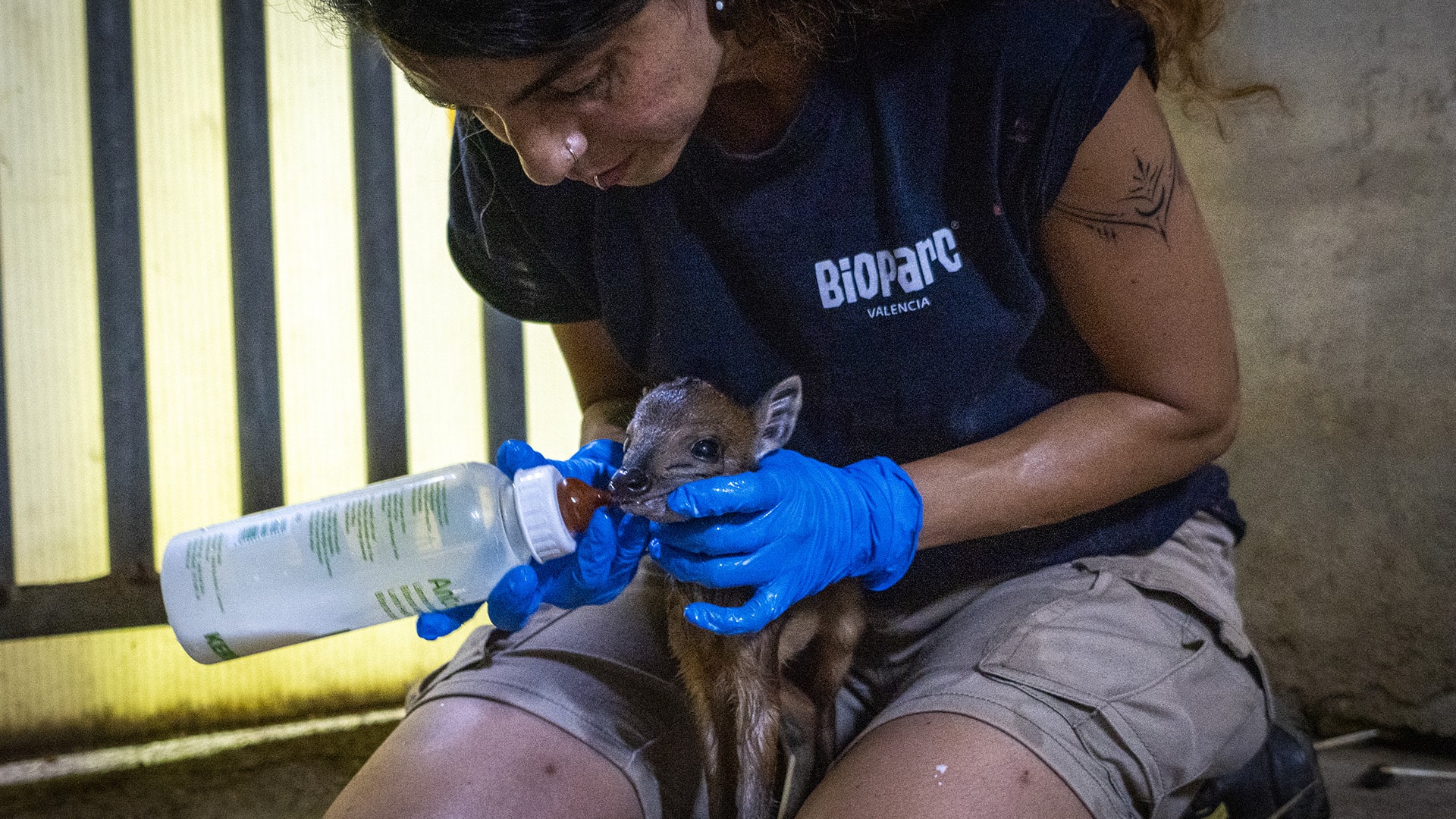 El equipo técnico de cuidado animal suplementa la alimentación de la cría de duiker rojo de Natal con biberones