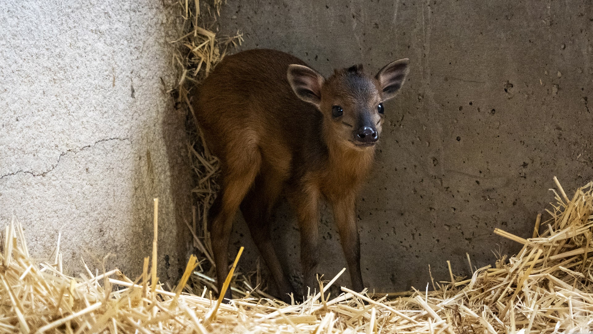 Cría de duiker rojo de Natal en el cobijo interior de BIOPARC Valencia