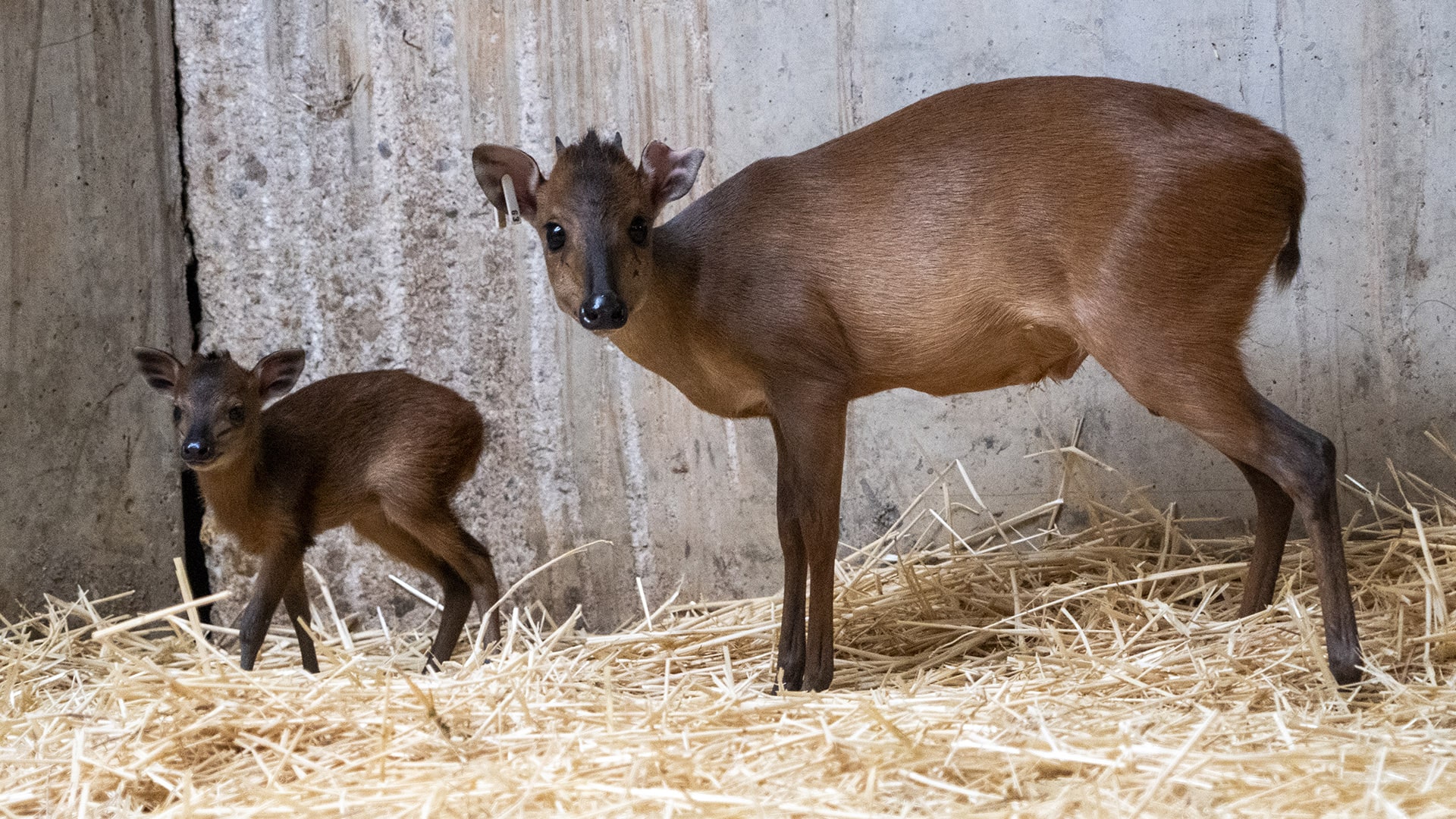BIOPARC Valencia, centro de conservación más importante del mundo del duiker rojo de Natal, anuncia un doble nacimiento