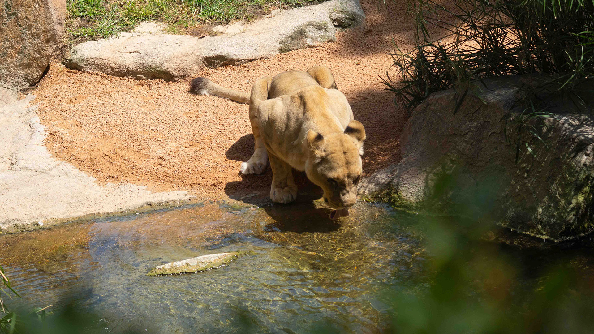 Agosto 2025 - Día Internacional del León - Leona bebiendo agua