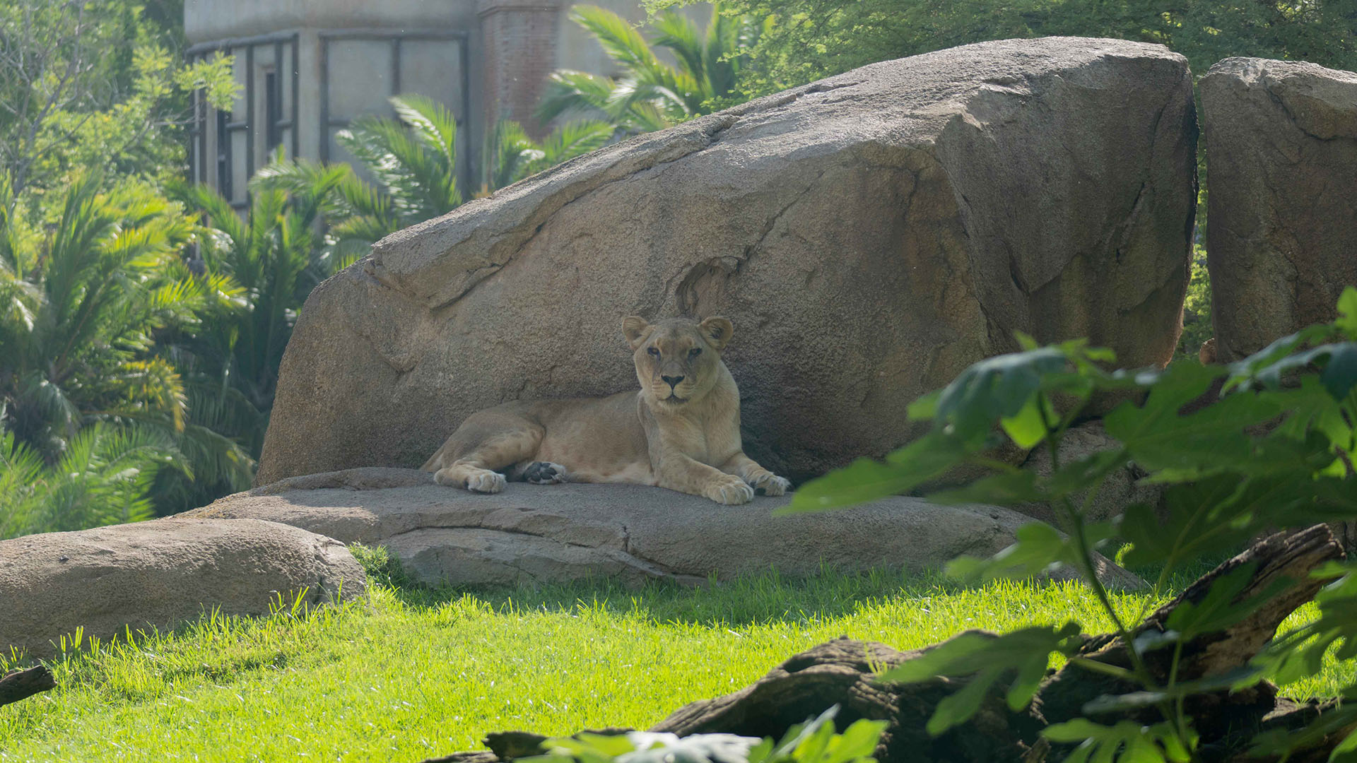 Agosto 2025 - Día Internacional del León - Leona descansando en el Kopje