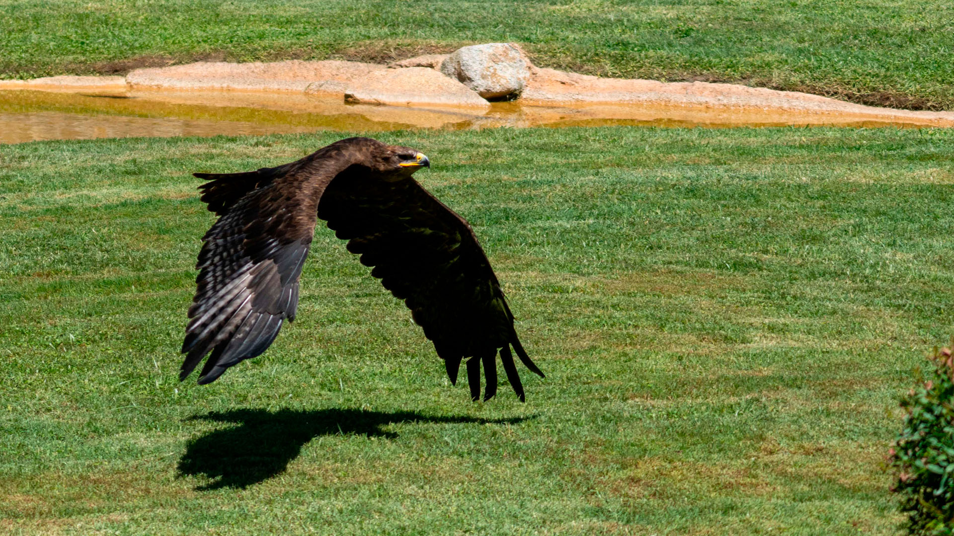 Agosto 2025. Águila Rapax en la Exhibición Educativa El Ciclo de la Vida en BIOPARC Valencia