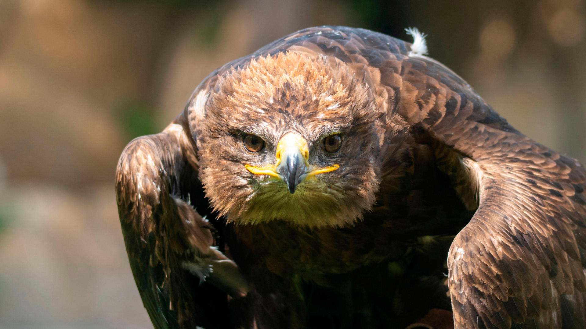 Agosto 2025. Águila Rapax en la Exhibición Educativa El Ciclo de la Vida en BIOPARC Valencia