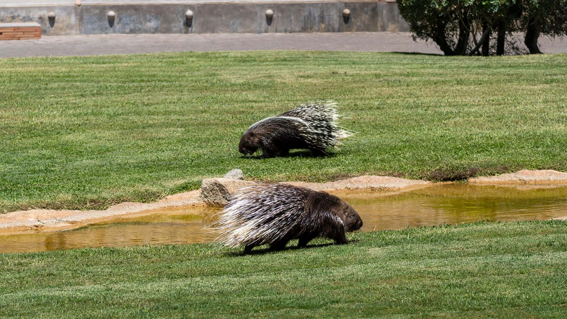 Puercoespines en la Exhibición Educativa El Ciclo de la Vida en BIOPARC Valencia