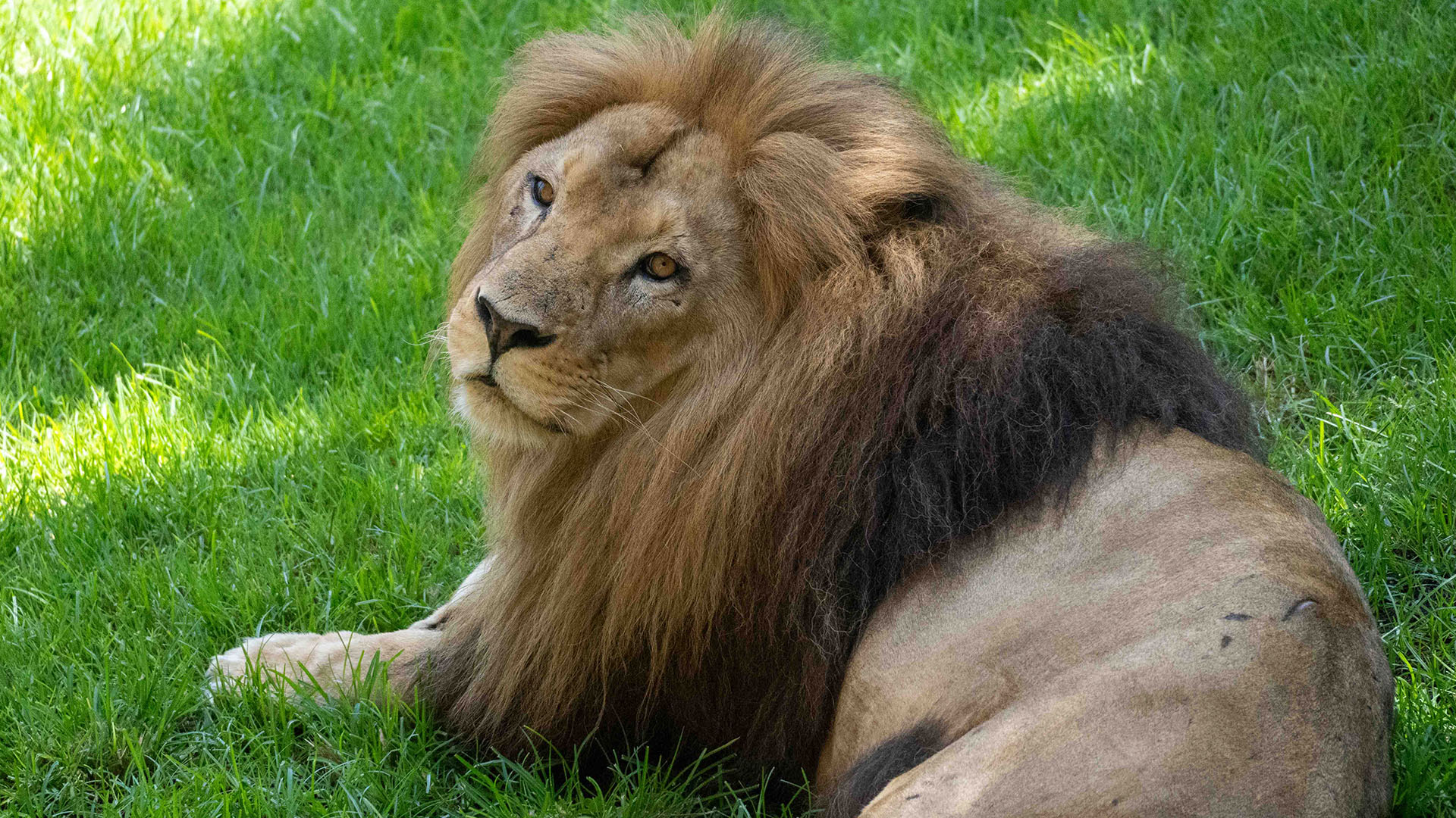 Día Internacional del León 2025. El león Lubango en la Sabana de BIOPARC Valencia 