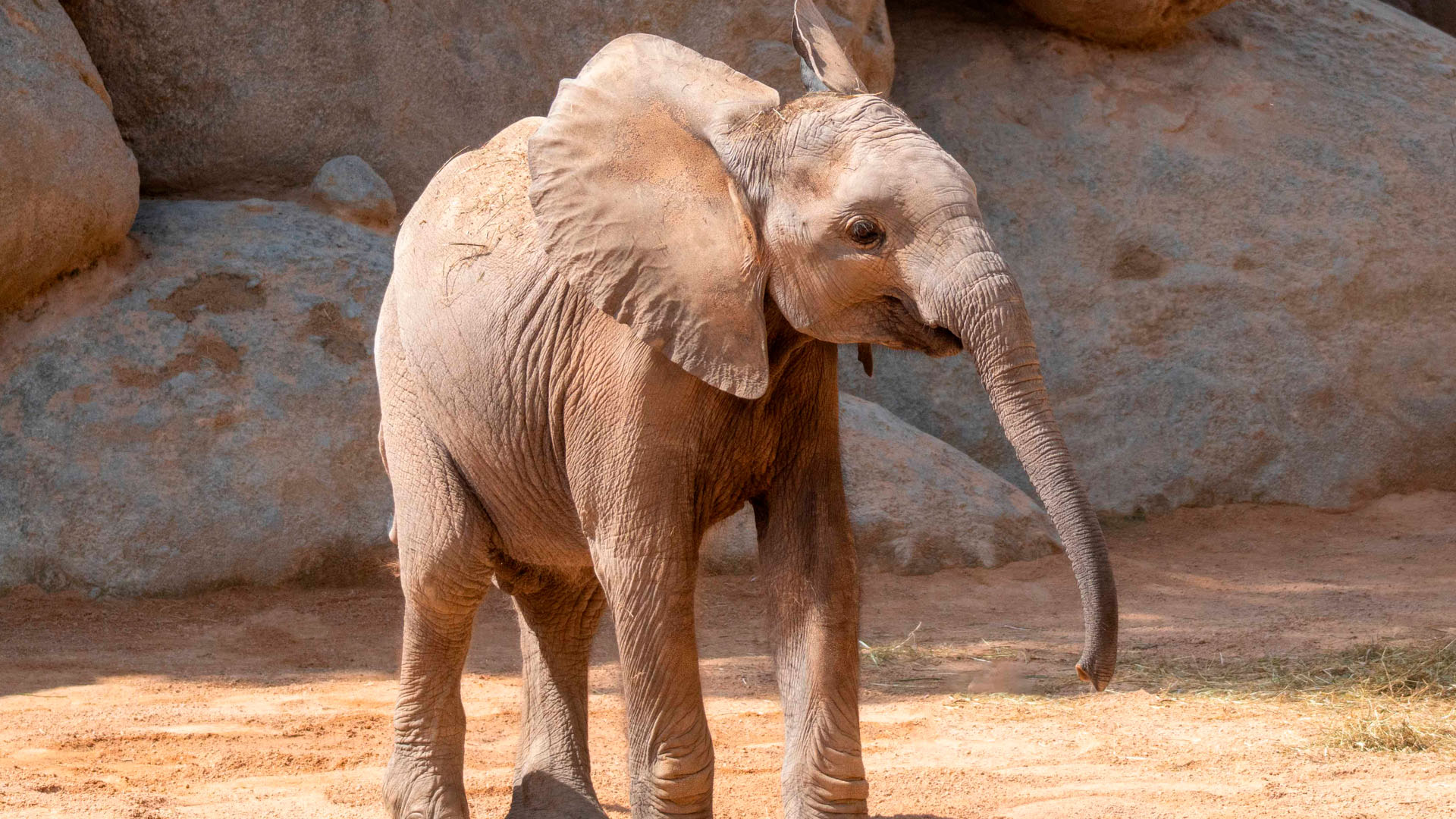 Dia Mundial del Elefante 2025 -Cría de elefante en BIOPARC Valencia