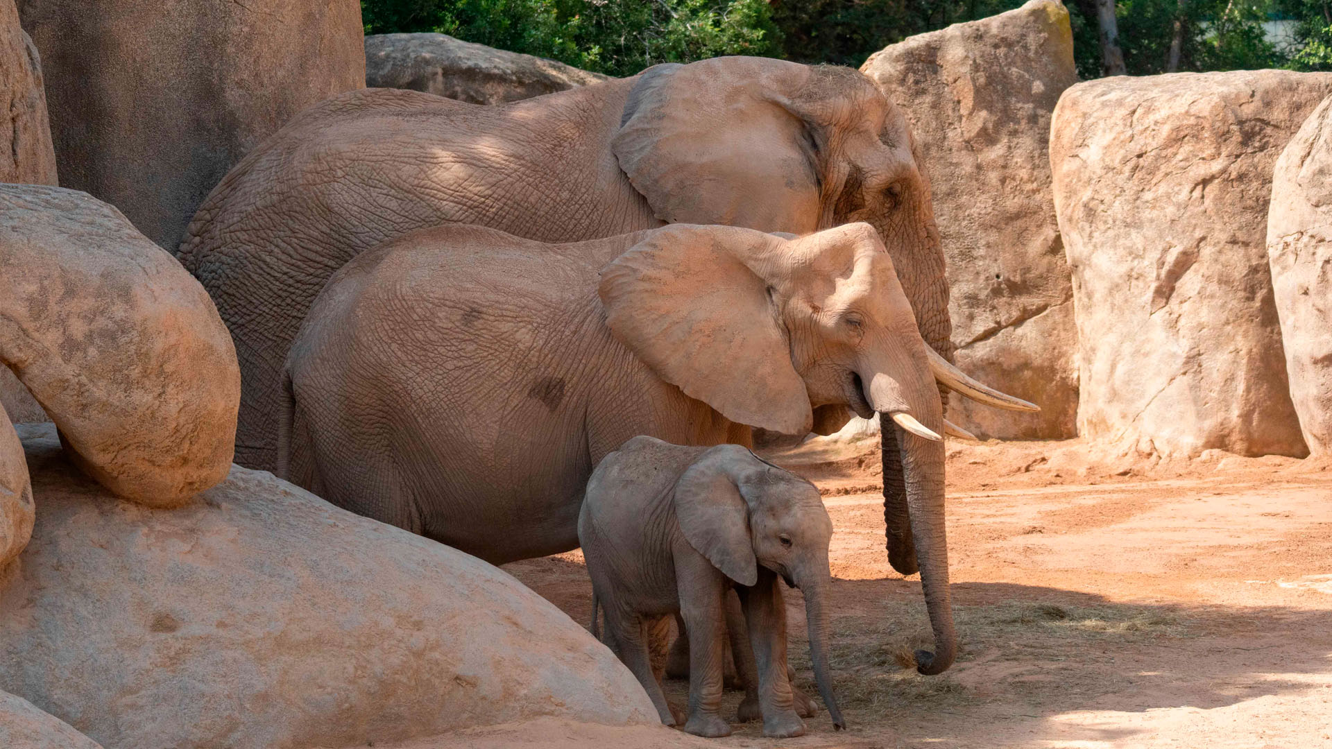 Día Mundial del Elefante 2025 -Familia de elefantes en BIOPARC Valencia
