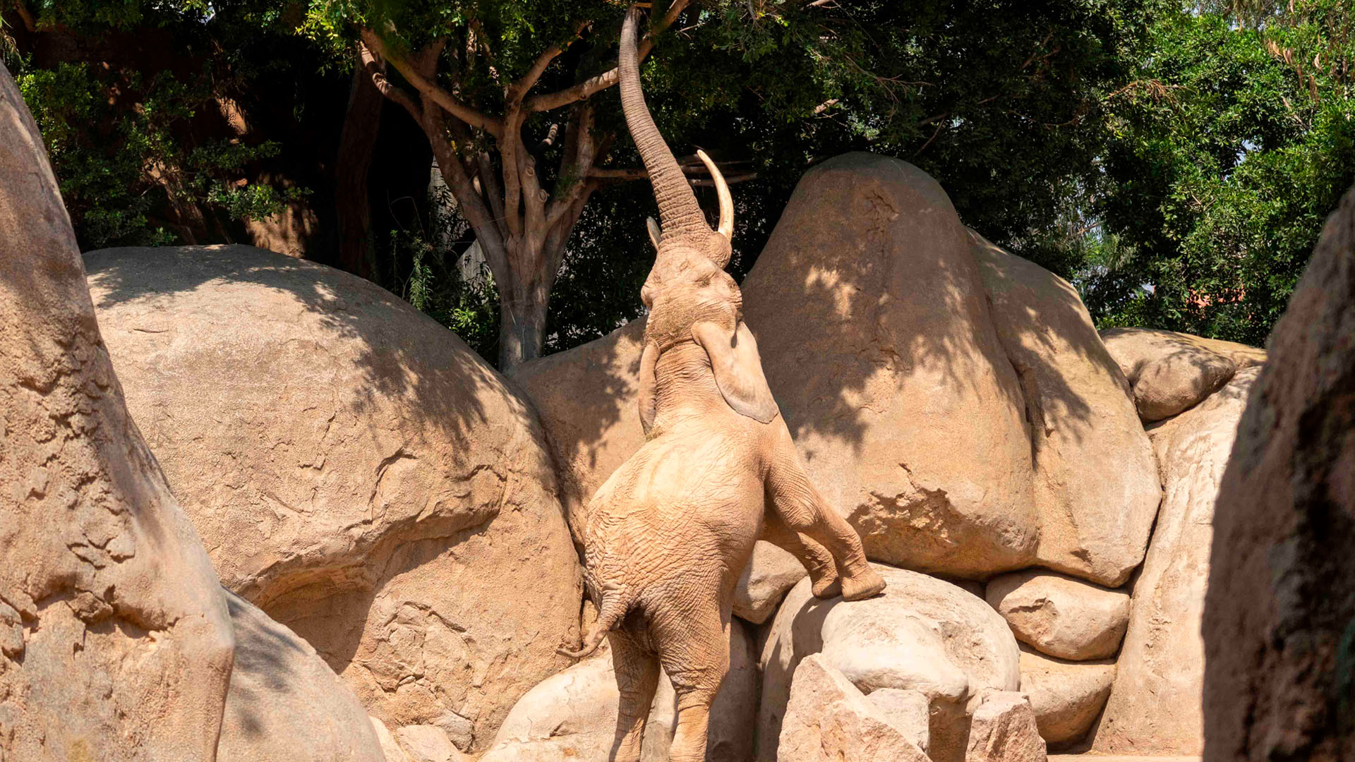 Dia Mundial del Elefante 2025 -Tooth, el macho de elefante en BIOPARC Valencia Día Mundial del Elefante 2025 -Tooth, el macho de elefante en BIOPARC Valencia
