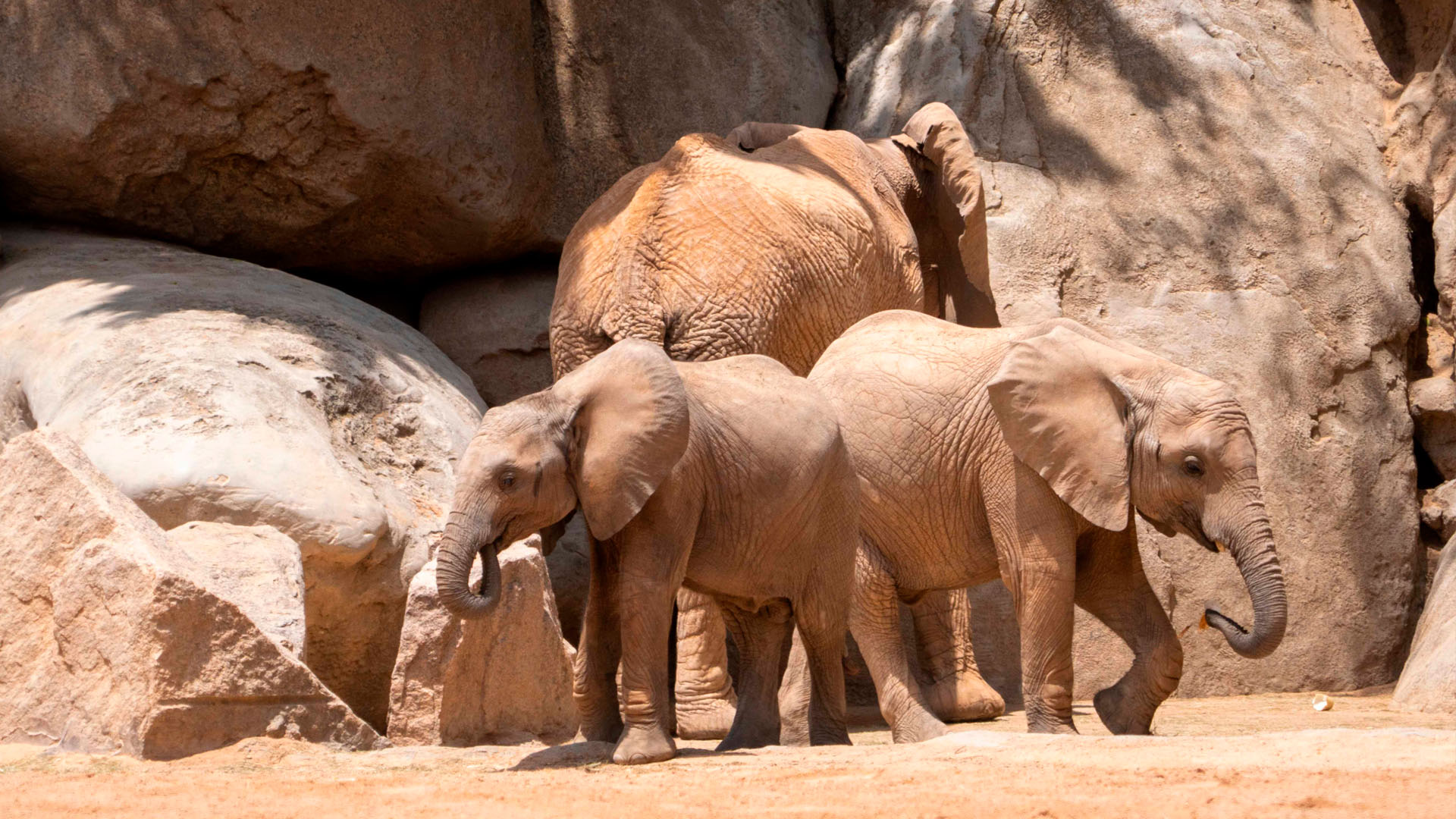 Junio 2025 - Malik, la cria de elefante, cumple 15 meses - sabana africana de BIOPARC Valencia