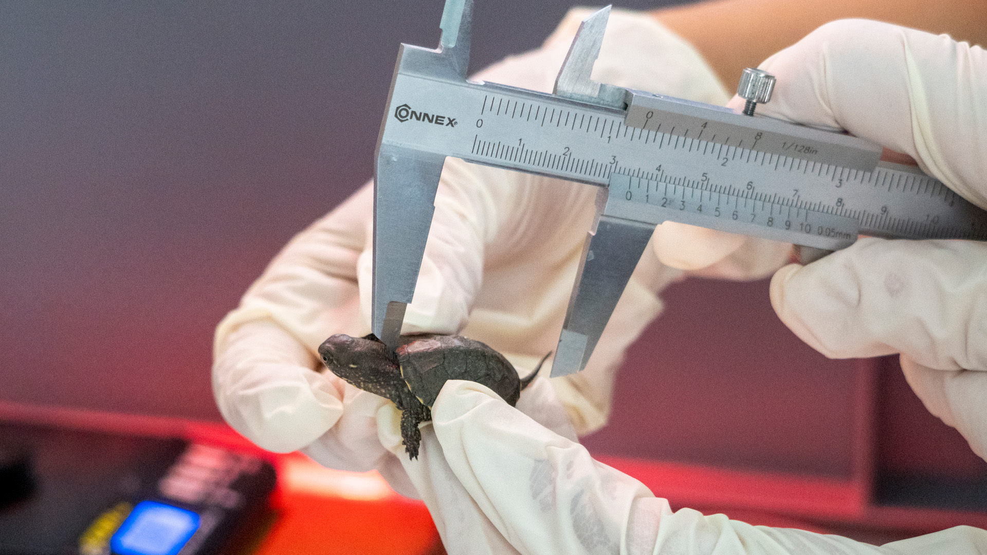 Proyecto de Galápago europeo Fundación BIOPARC