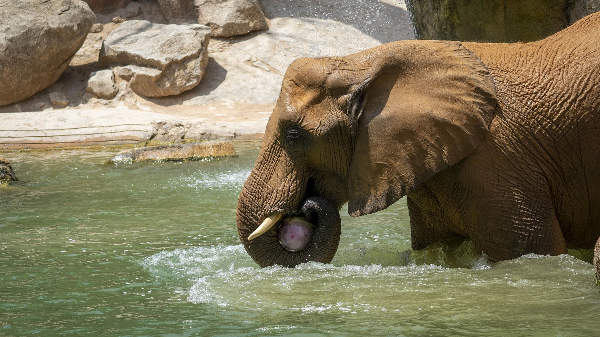 Verano 2025 - Enriquecimiento ambiental con helados para los animales de BIOPARC Valencia - elefantes