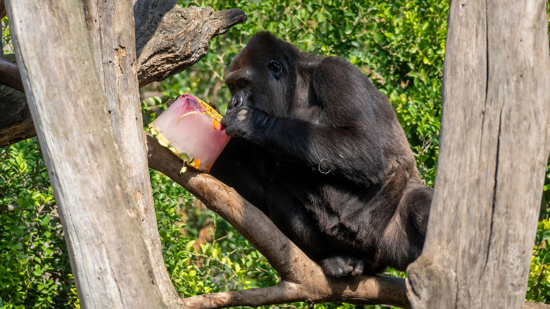 Verano 2025 - Enriquecimiento ambiental con helados para los animales de BIOPARC Valencia - gorila