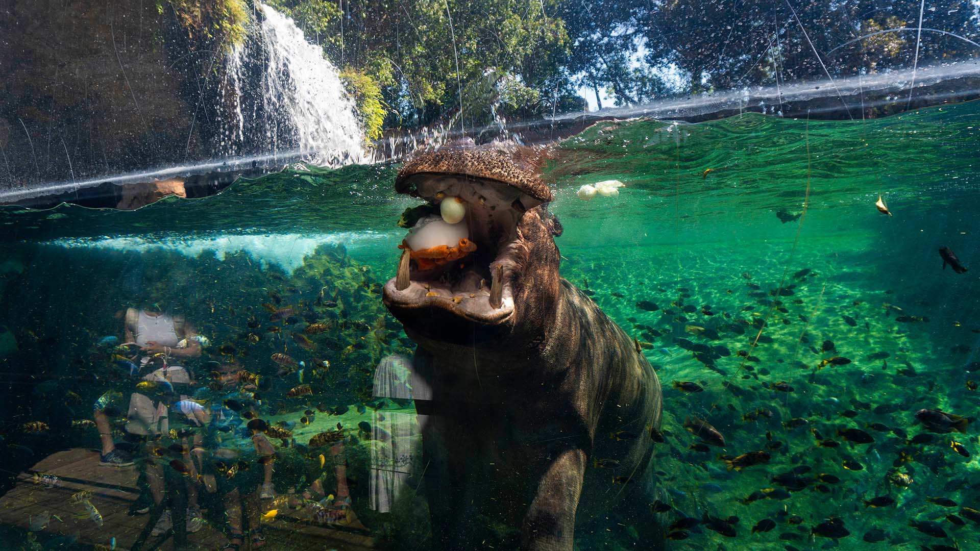 Verano 2025 - Enriquecimiento ambiental con helados para los animales de BIOPARC Valencia - hipopótamos