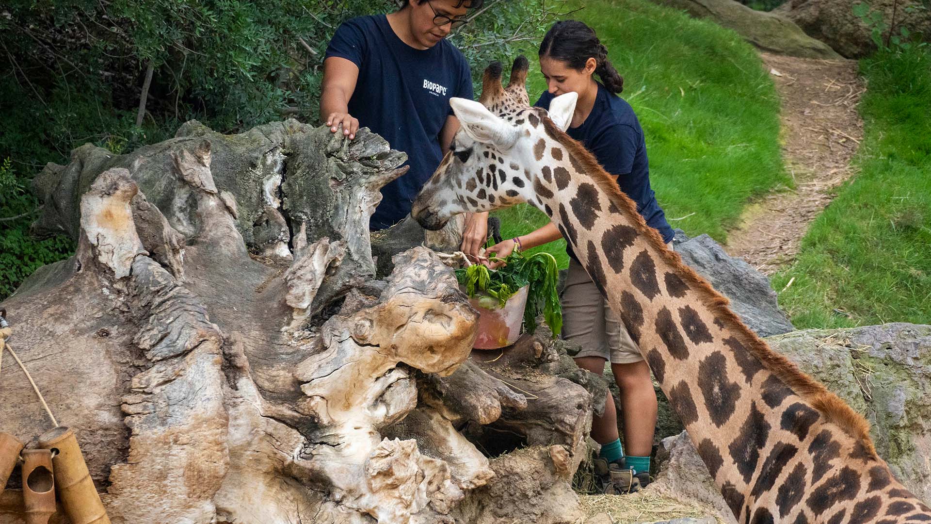 Verano 2025 - Enriquecimiento ambiental con helados para los animales de BIOPARC Valencia - jirafas