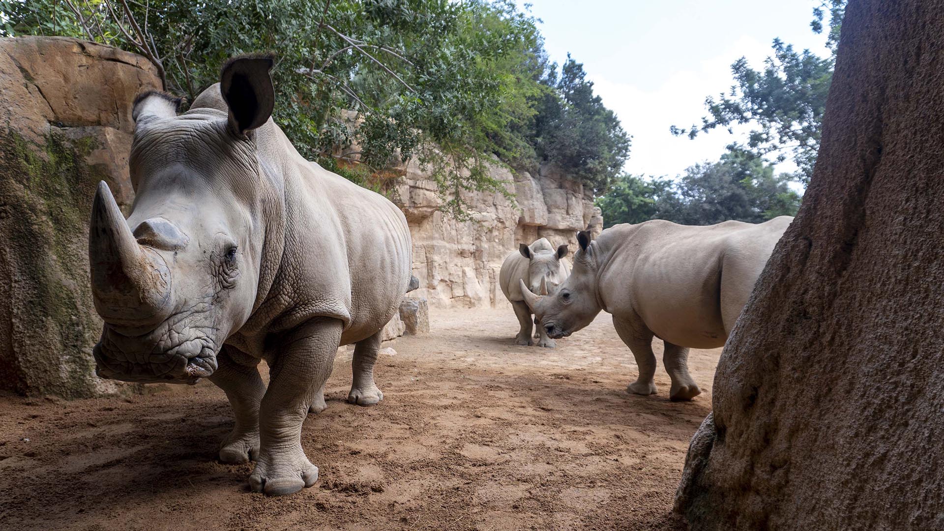 BIOPARC Valencia celebra el Día Mundial del Rinoceronte con la esperanza del próximo primer nacimiento