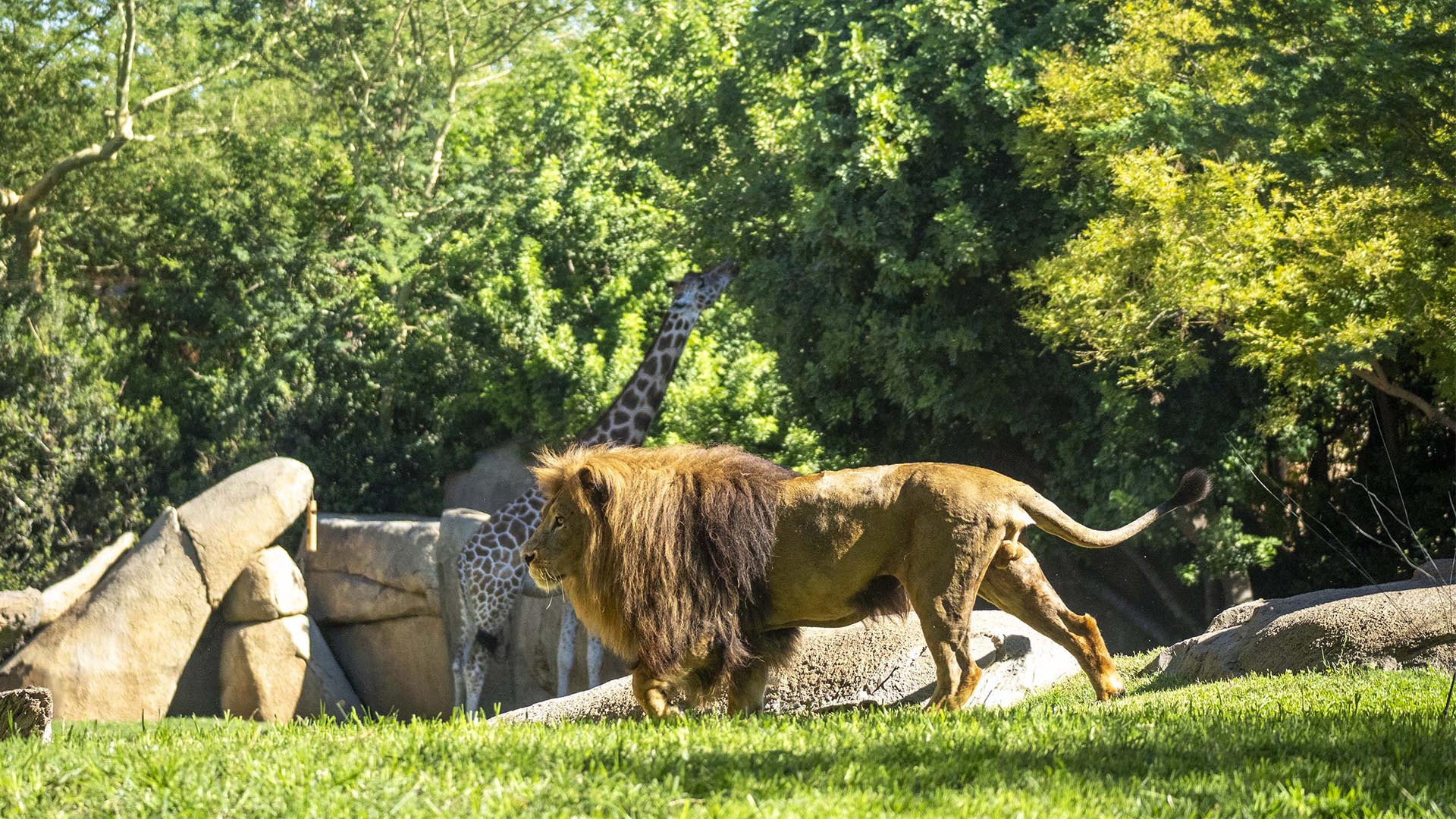 BIOPARC Valencia galardonado de nuevo entre el 10% de las mejores atracciones turísticas del mundo