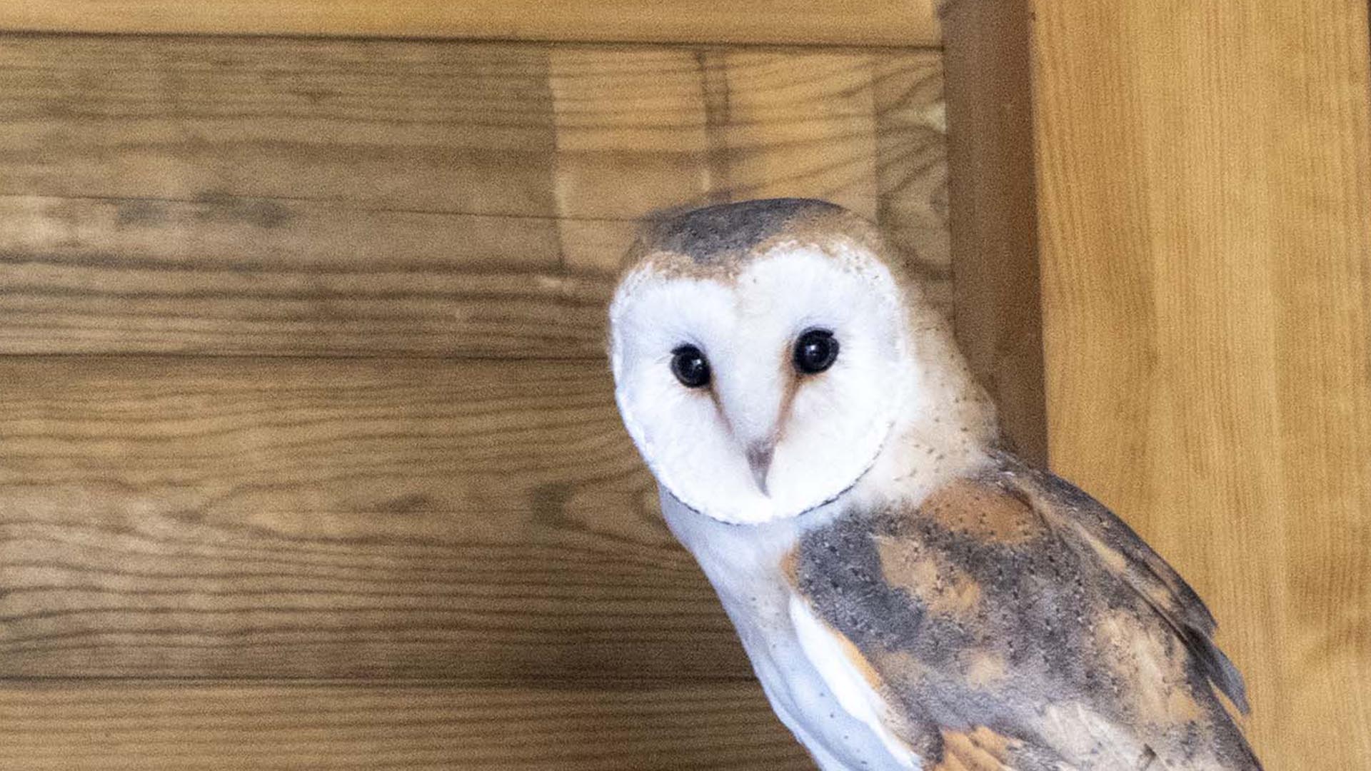 Fundación BIOPARC refuerza la conservación de especies autóctonas con un nuevo proyecto de lechuzas
