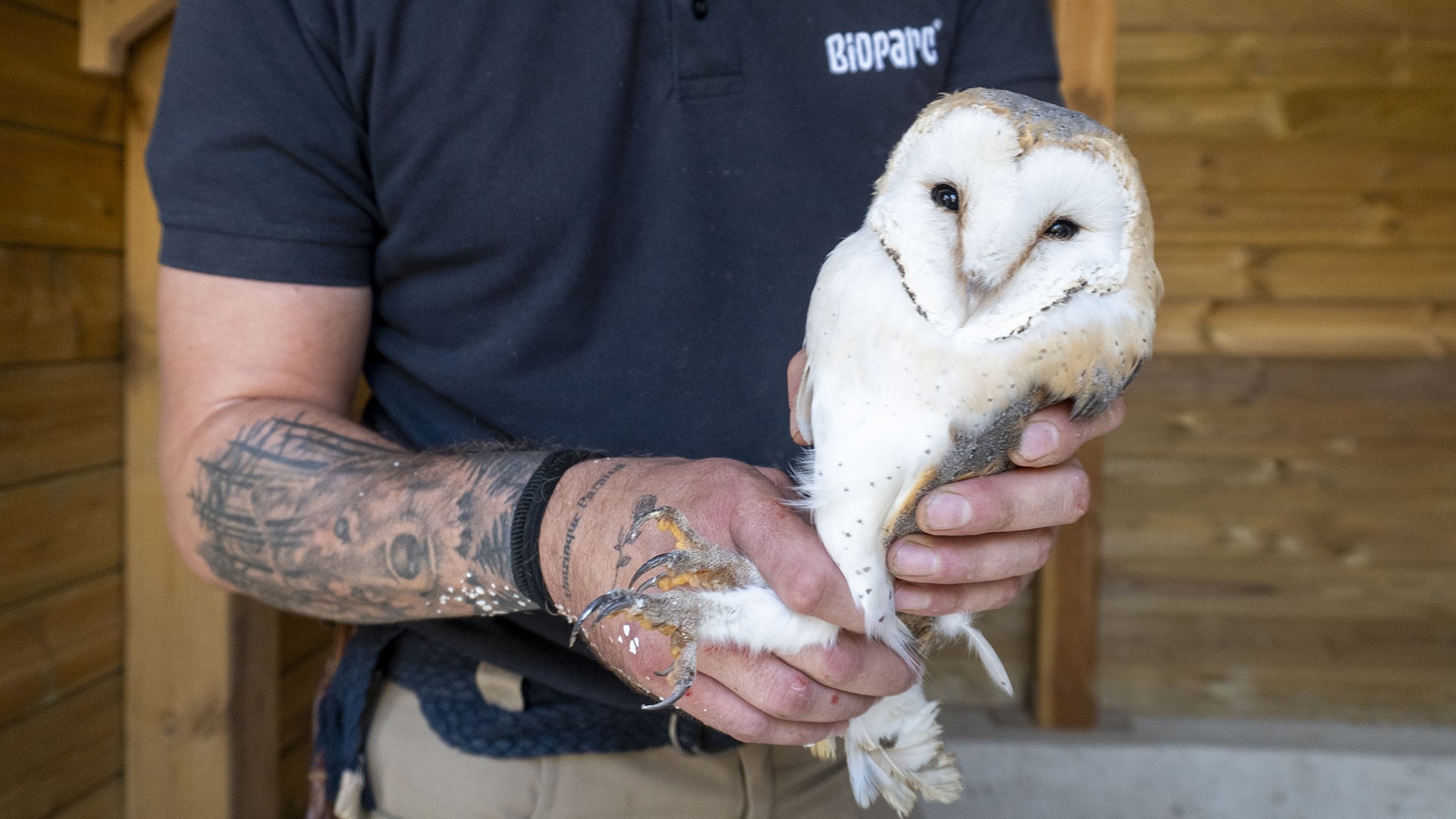 Fundación BIOPARC refuerza la conservación de especies autóctonas con un nuevo proyecto de lechuzas