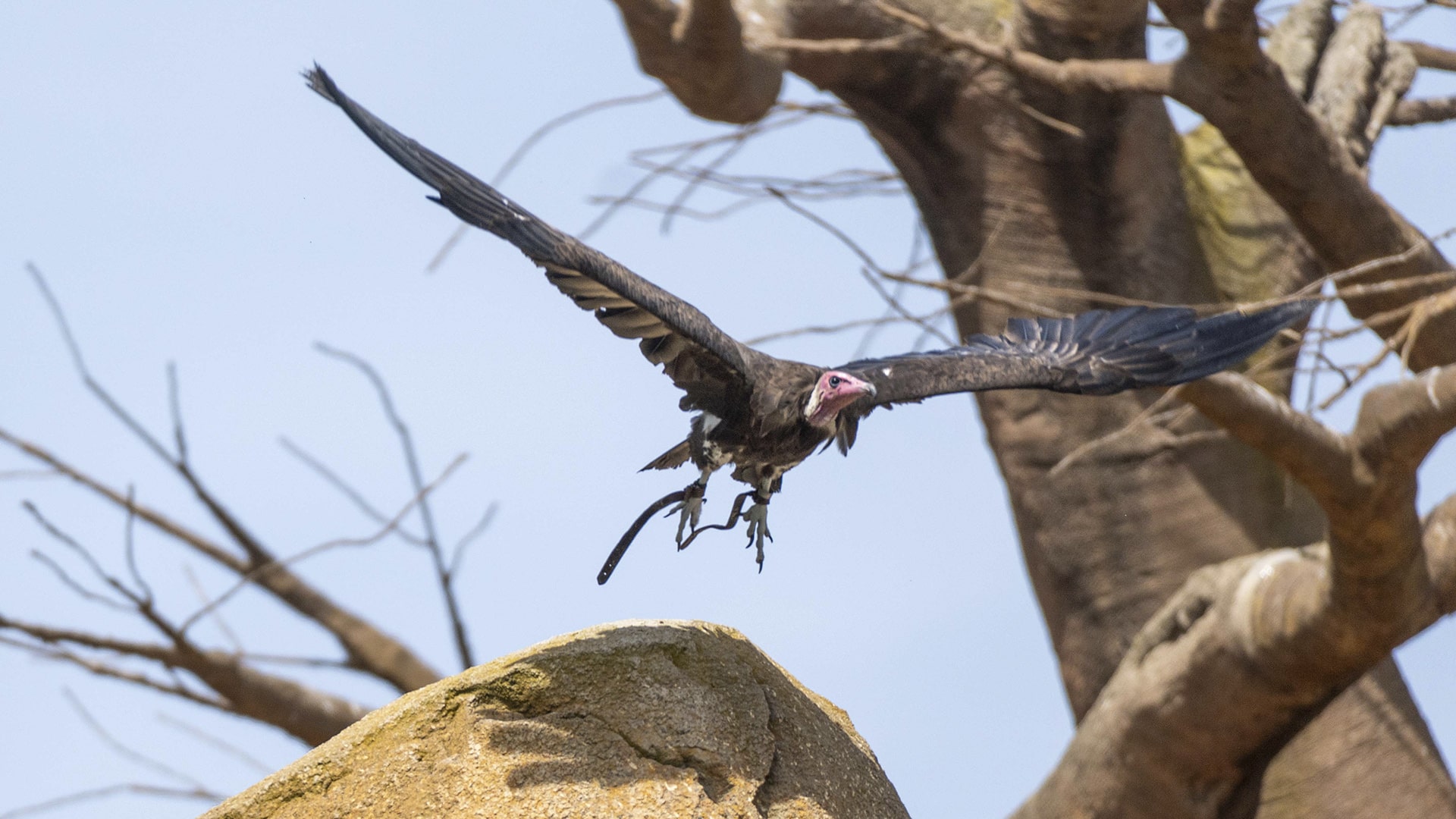 Buitre encapuchado en BIOPARC Valencia