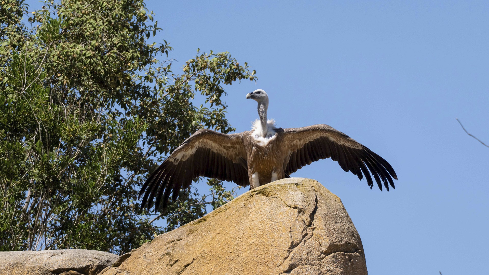 BIOPARC Valencia alerta sobre las amenazas invisibles para la supervivencia de los buitres
