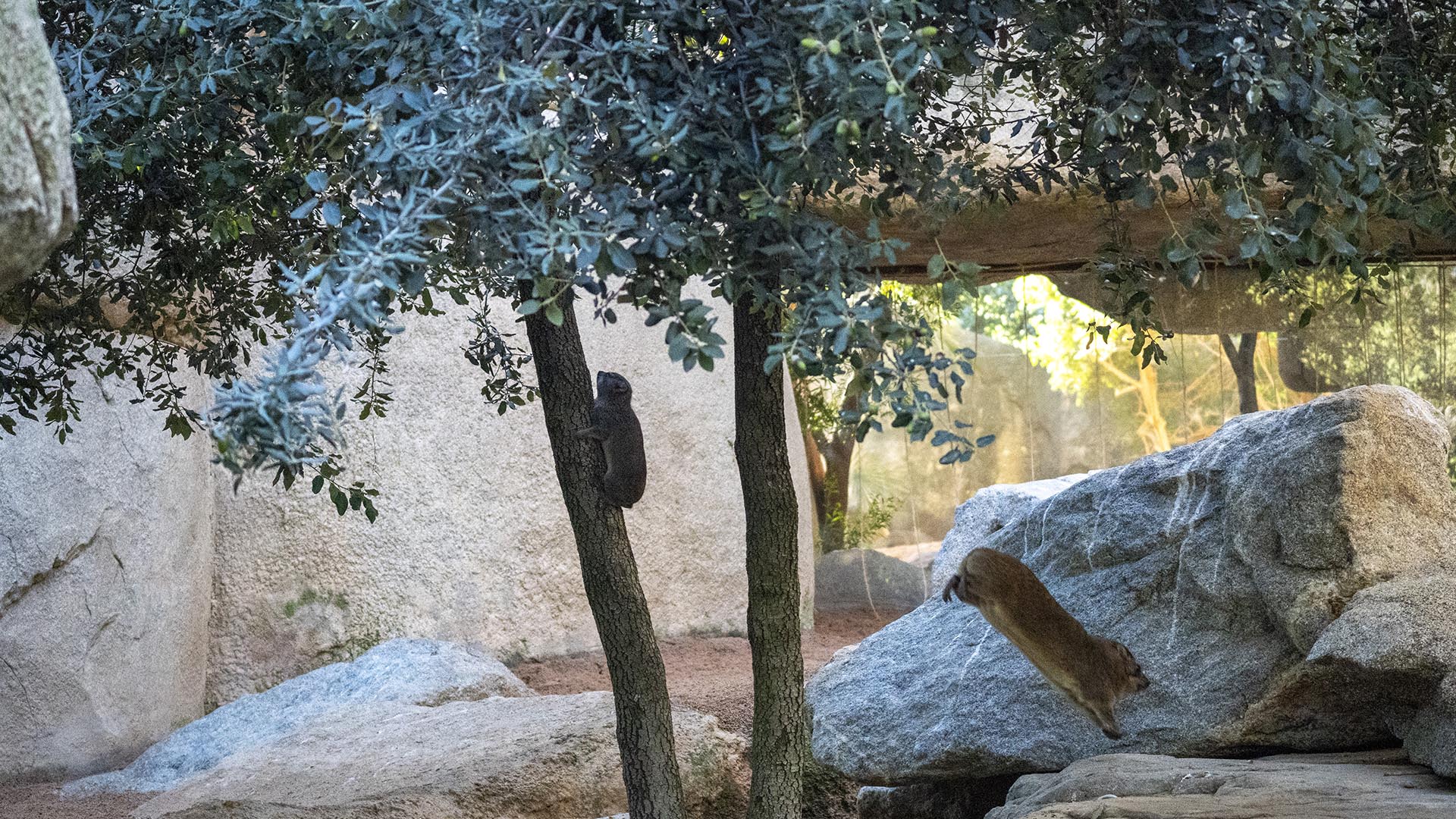 Damanes en el aviario de BIOPARC Valencia