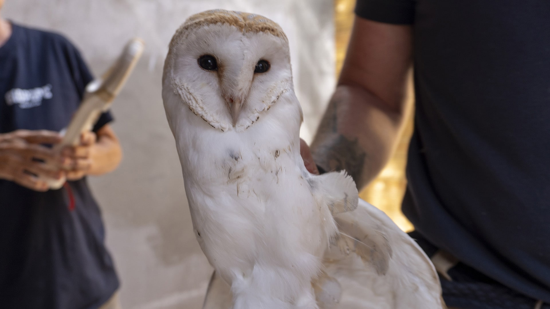 Fundación BIOPARC refuerza la conservación de especies autóctonas con un nuevo proyecto de lechuzas
