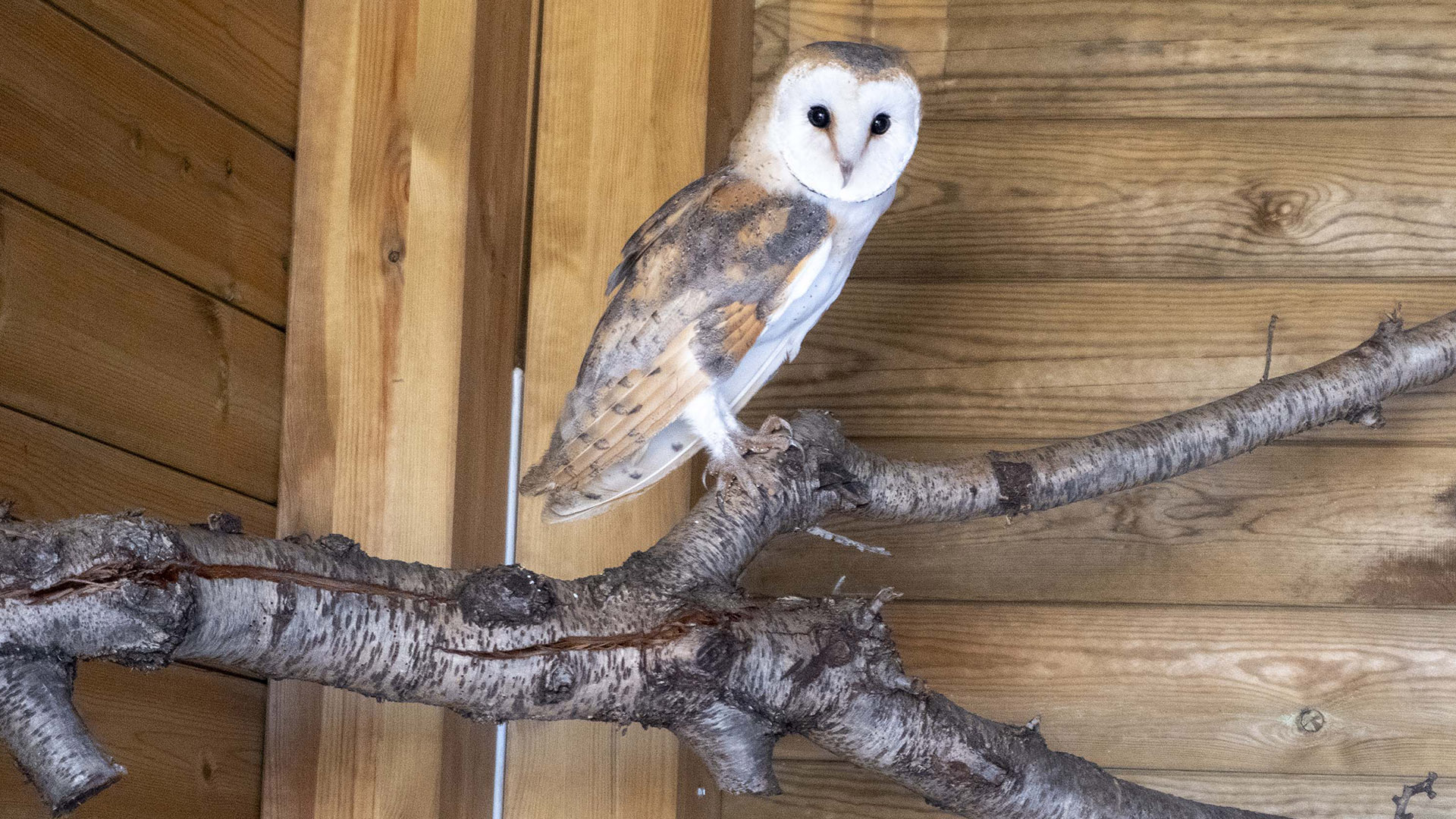 Fundación BIOPARC refuerza la conservación de especies autóctonas con un nuevo proyecto de lechuzas
