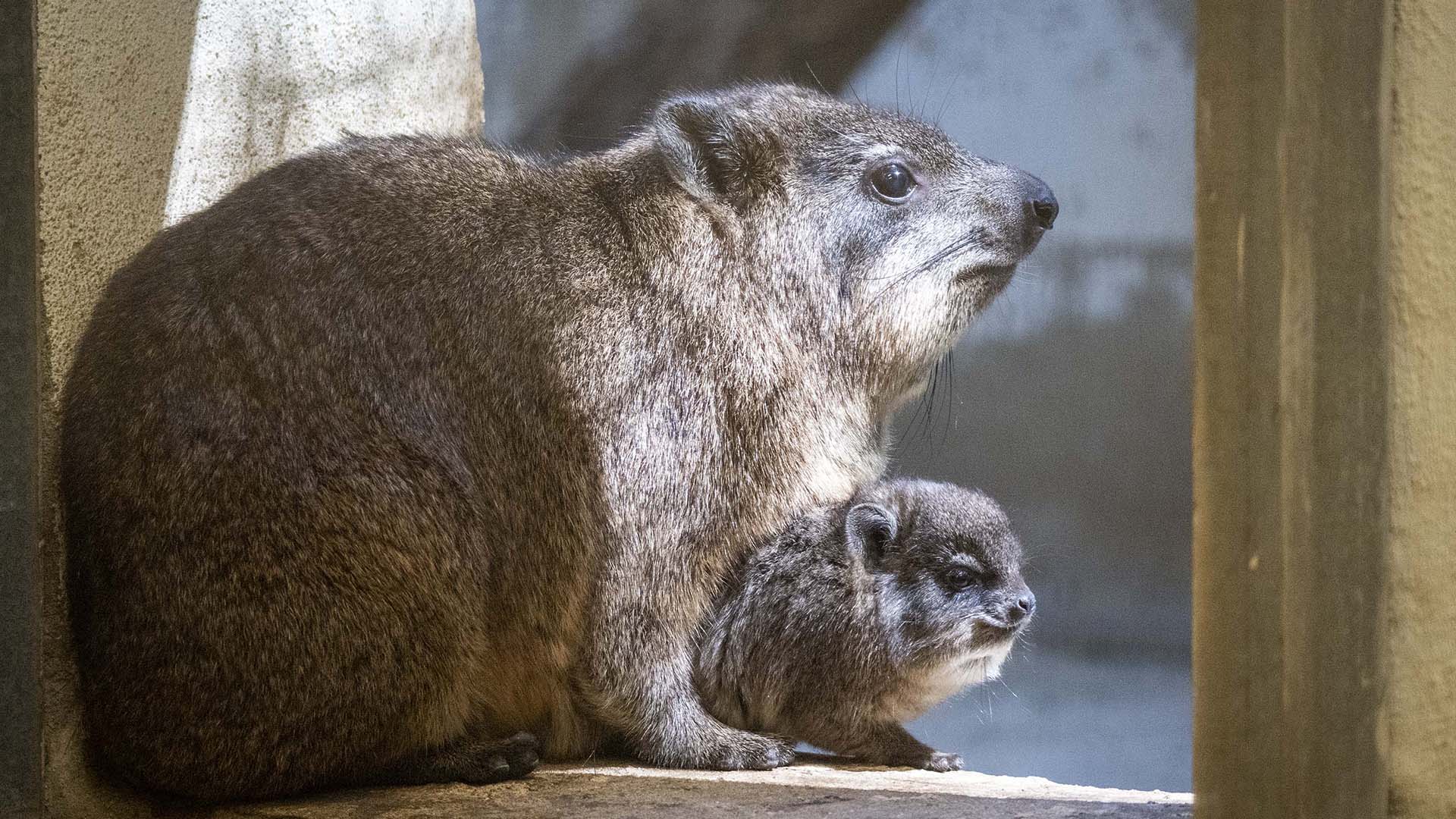 Septiembre 2025 - Cria de daman recien nacida - instalaciones interiores de BIOPARC Valencia