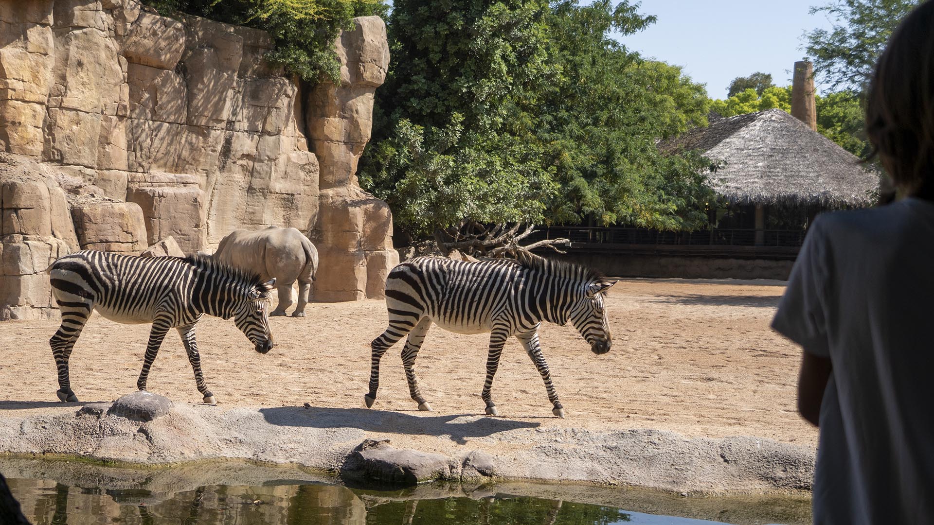 Rinocerontes y cebras en la sabana de BIOPARC Valencia