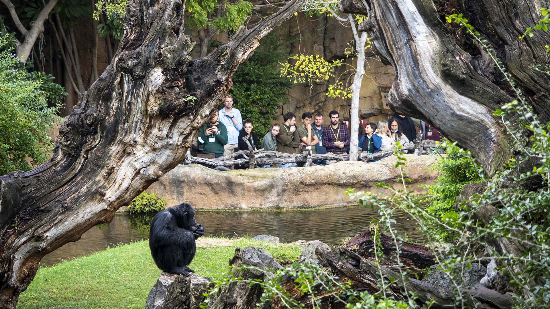 BIOPARC Valencia acoge el primer Workshop Europeo del Programa de Especies Amenazadas de chimpance BIOPARC Valencia acoge el primer Workshop Europeo del Programa de Especies Amenazadas de chimpancé