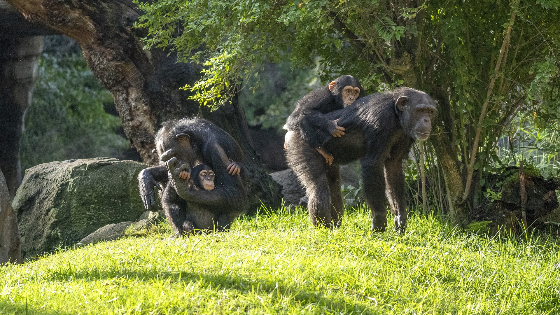 BIOPARC Valencia acoge el primer Workshop europeo para “salvar de la extinción” a los chimpancés