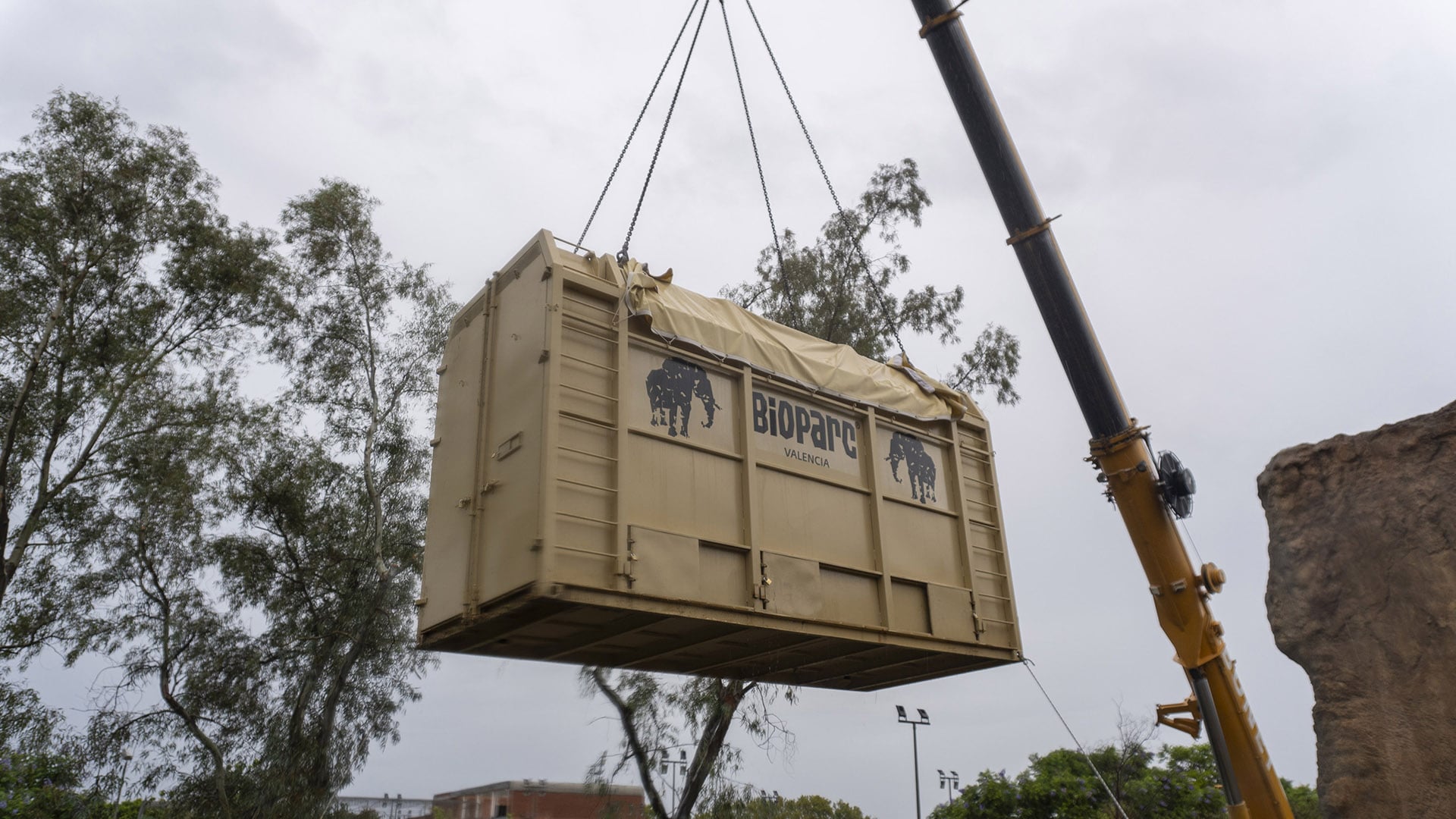 BIOPARC Valencia traslada una elefanta preñada a Hungría dentro del programa para garantizar la supervivencia de la especie africana