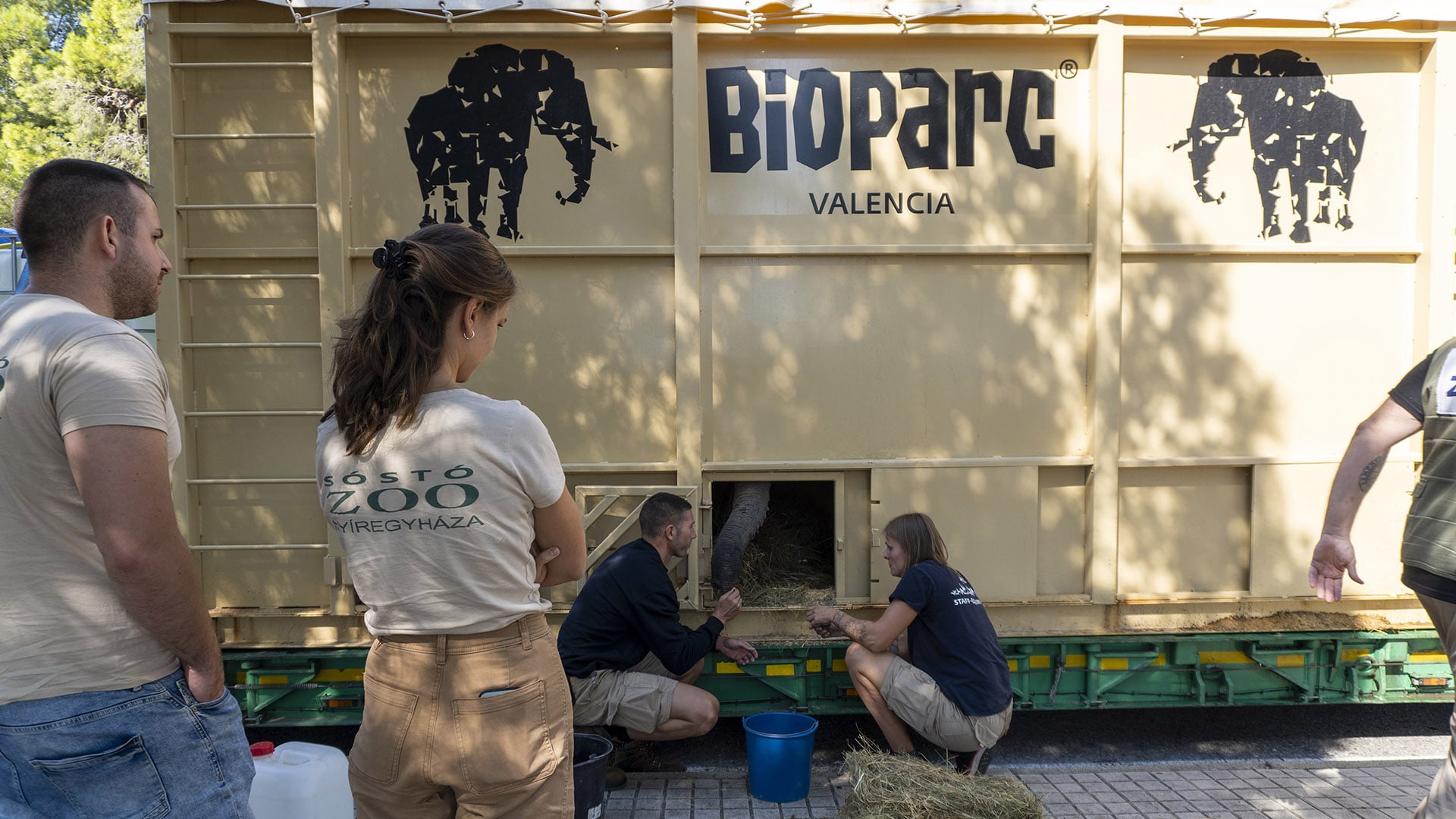BIOPARC Valencia traslada una elefanta preñada a Hungría dentro del programa para garantizar la supervivencia de la especie africana