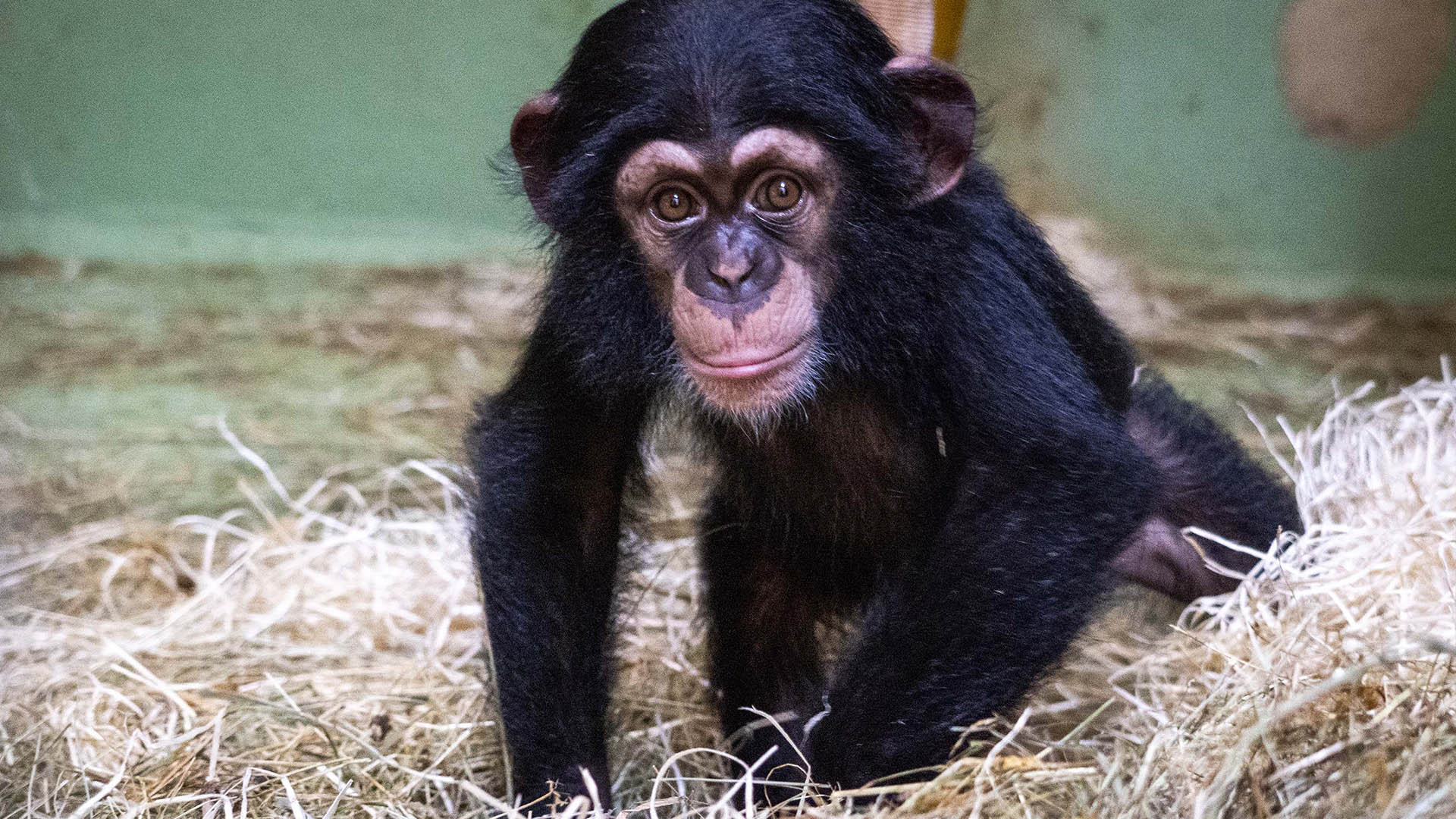 Entusiasmo en BIOPARC Valencia con el reencuentro del macho de chimpancé con su hijo