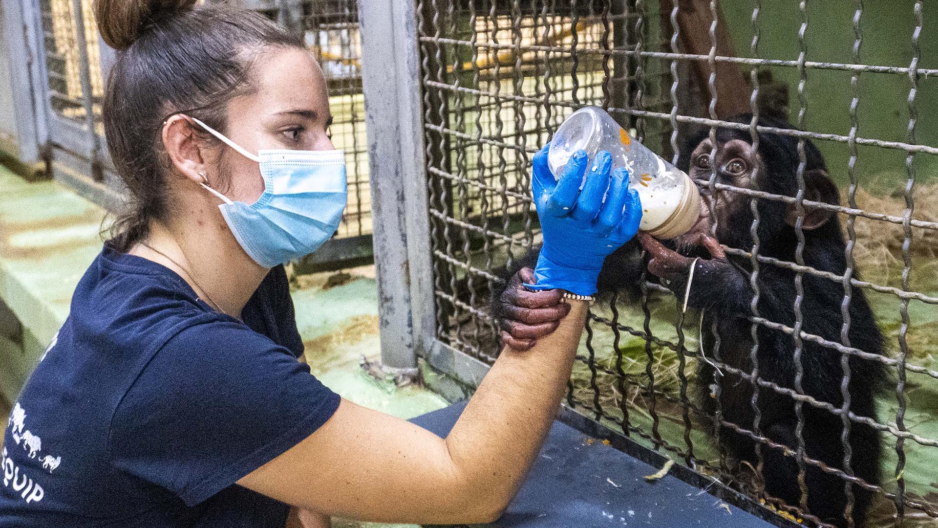 El equipo tecnico de BIOPARC alimenta con biberones al chimpancé Ekon