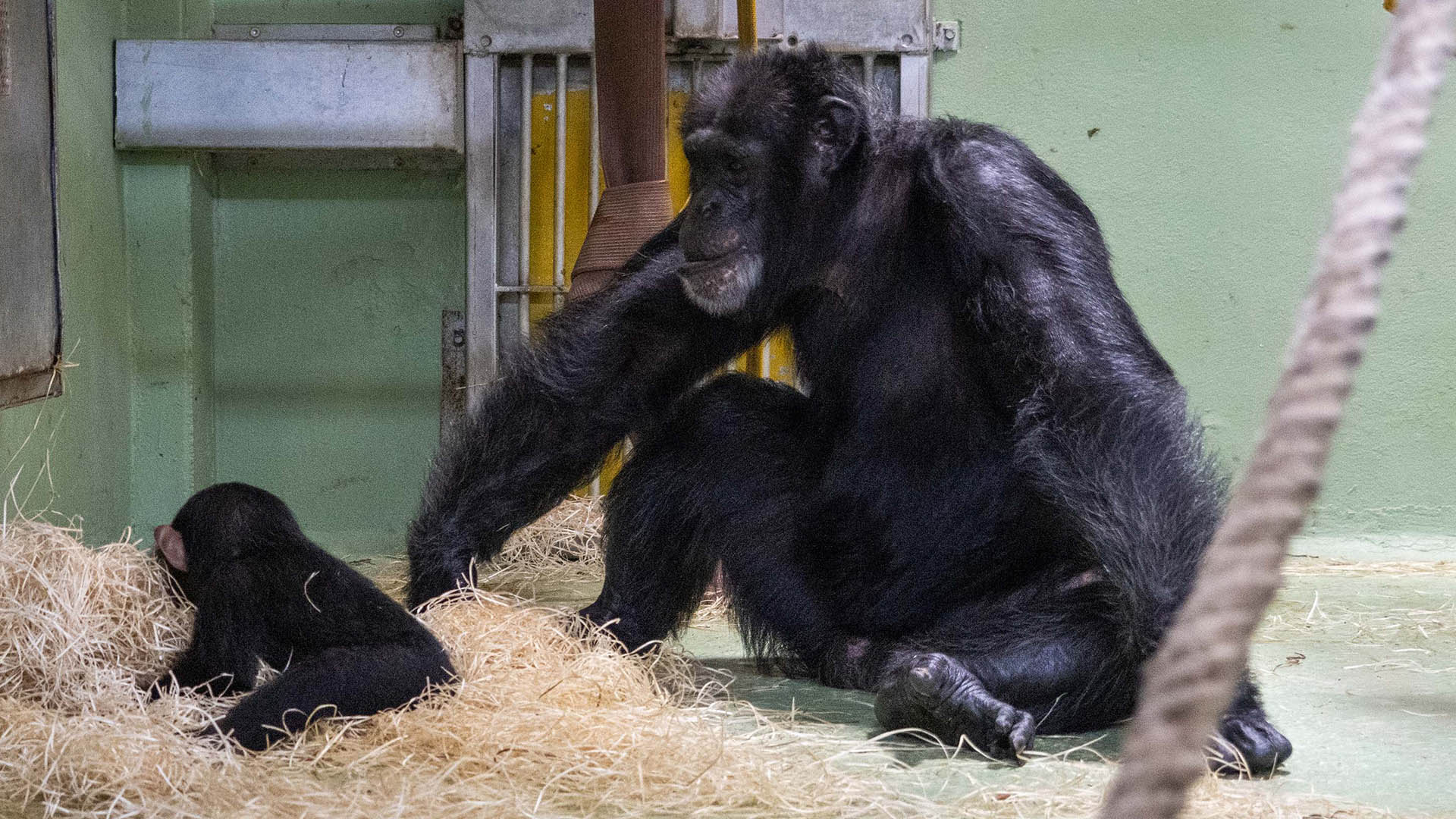 Entusiasmo en BIOPARC Valencia con el reencuentro del macho de chimpancé con su hijo