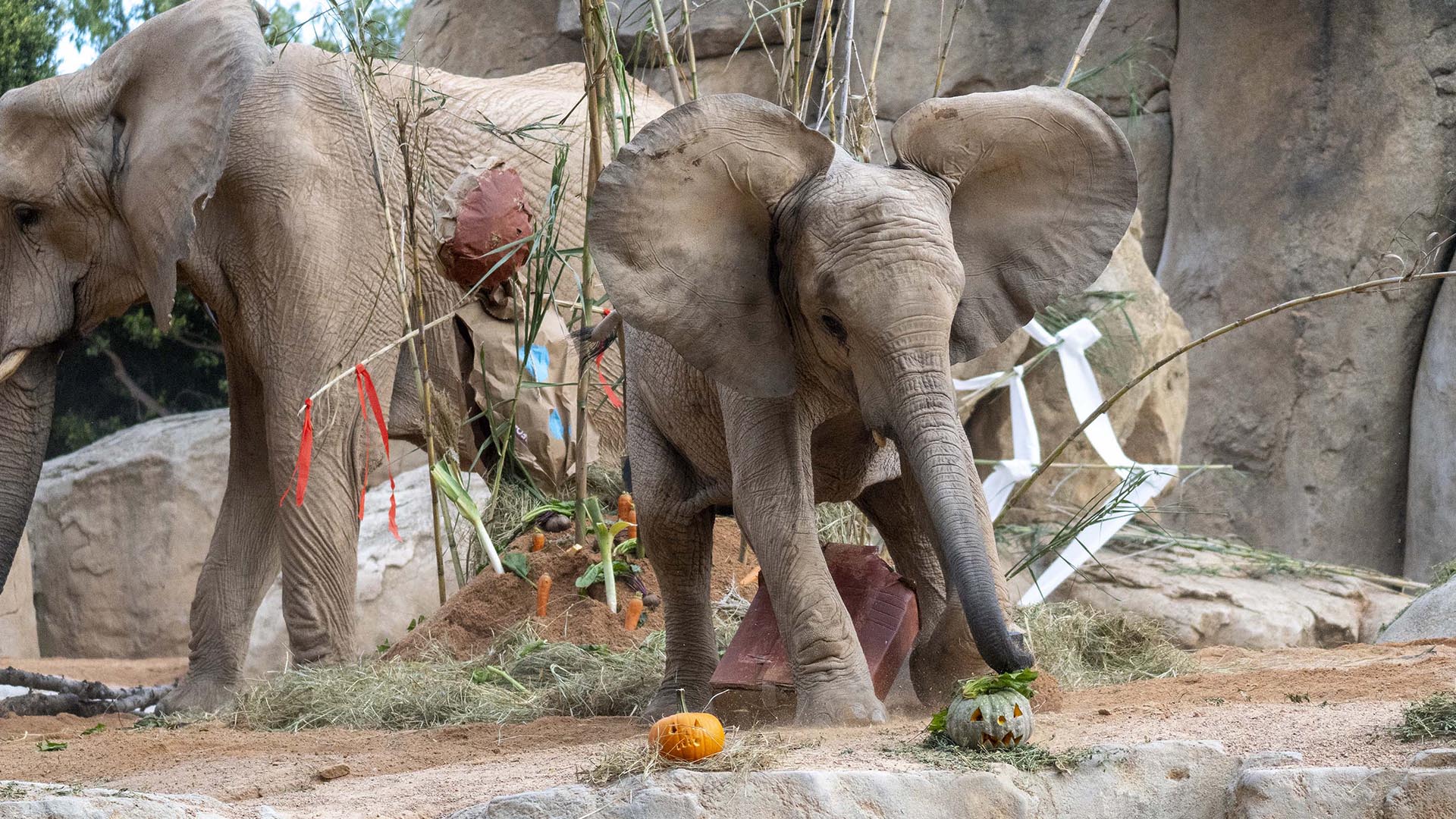 Enriquecimiento ambiental para elefantes con tematica Halloween Halloween 2025 en BIOPARC Valencia - Enriquecimiento ambiental para elefantes