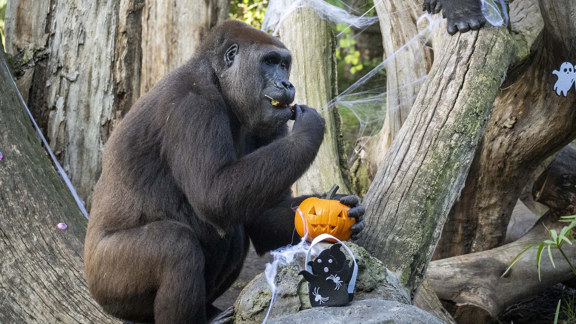 Enriquecimiento ambiental para gorilas con tematica Halloween Halloween 2025 en BIOPARC Valencia - Enriquecimiento ambiental para gorilas