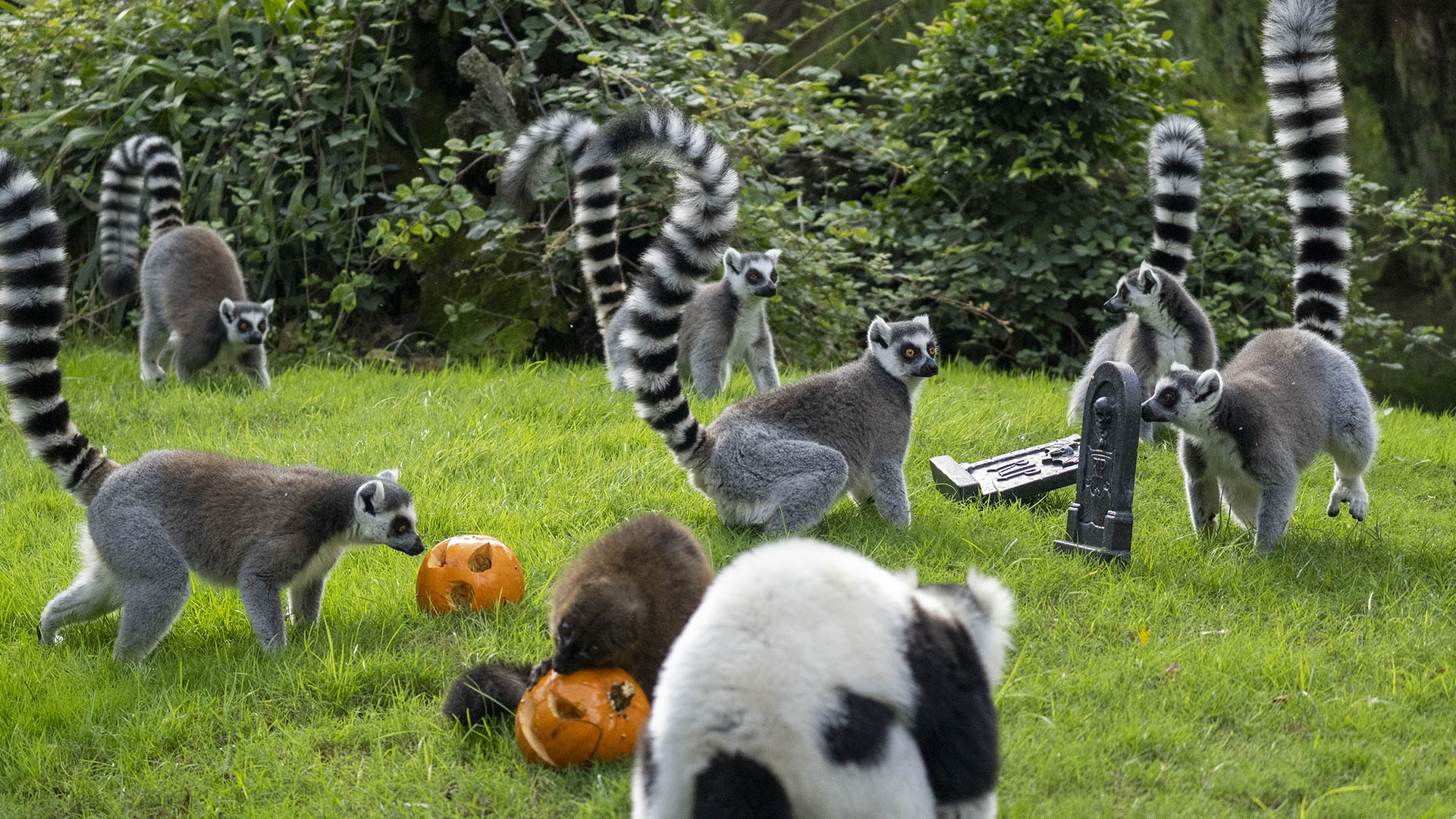 Los lemures de BIOPARC Valencia celebran Halloween 2025 Halloween 2025 en BIOPARC Valencia - Enriquecimiento ambiental para lémures