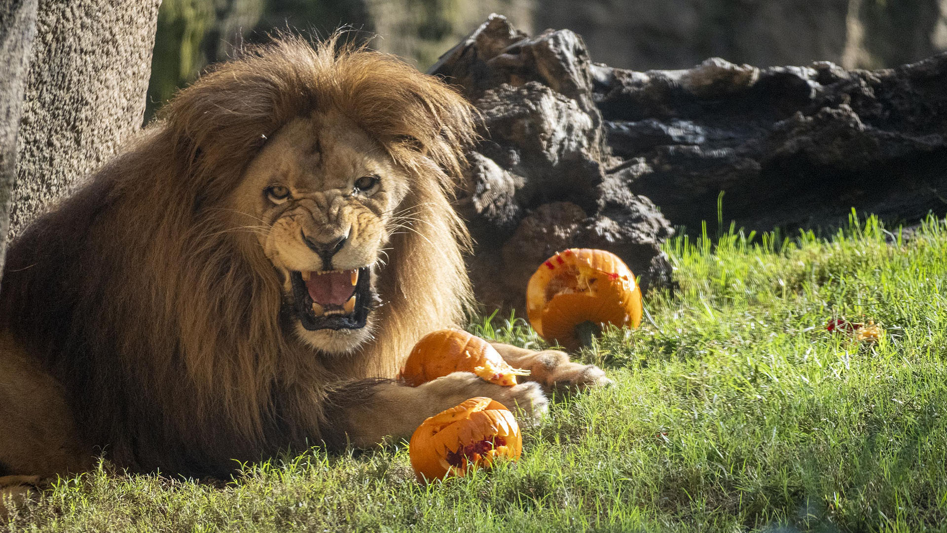 Los animales de BIOPARC Valencia lo pasan “de miedo” en Halloween