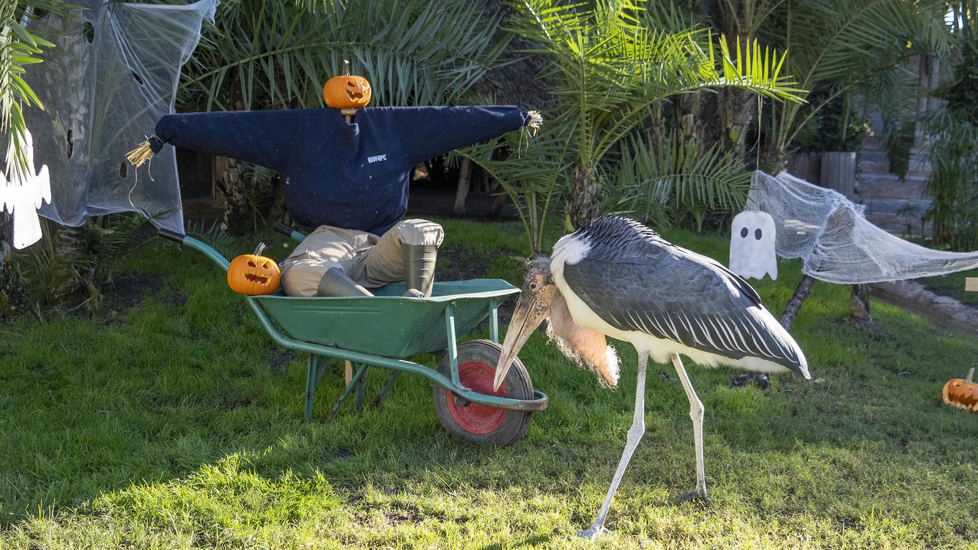 Los marabus de BIOPARC Valencia celebran Halloween 2025 Halloween 2025 en BIOPARC Valencia - Enriquecimiento ambiental para marabús