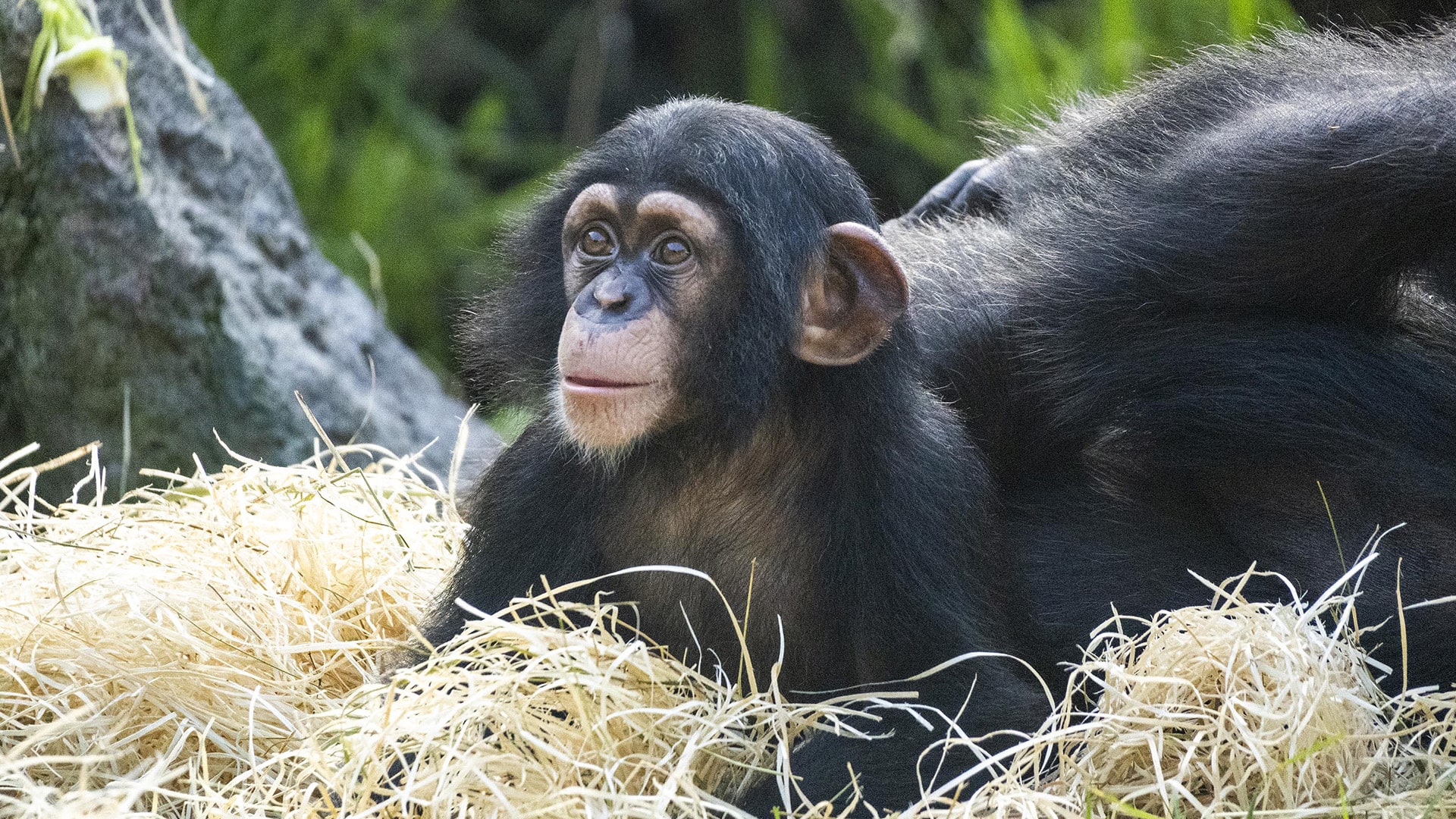 El chimpancé nacido en BIOPARC Valencia y salvado por el equipo de cuidado animal comienza a explorar el recinto exterior